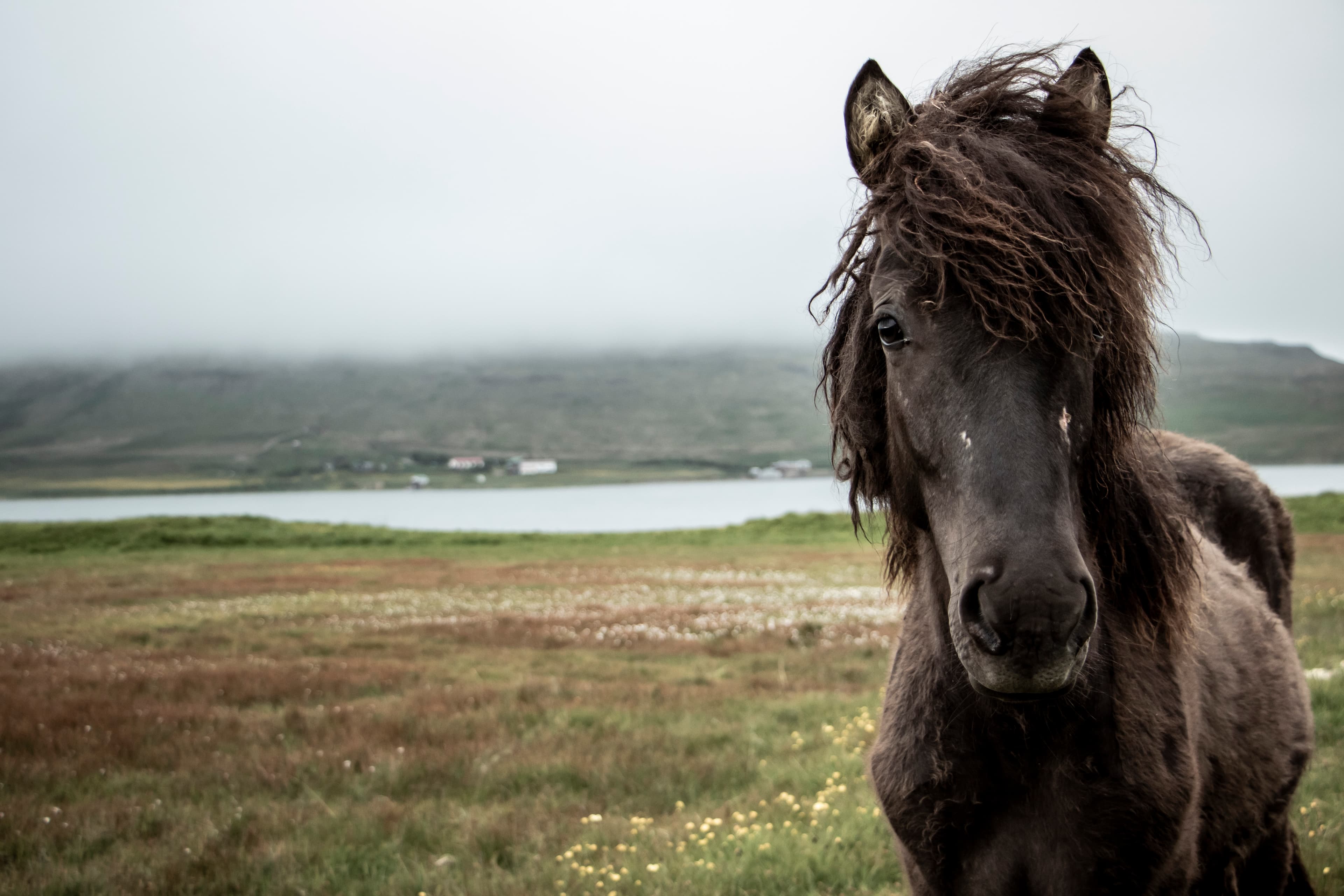 South Coast & Black Sand Horse Riding Tour - photo 17