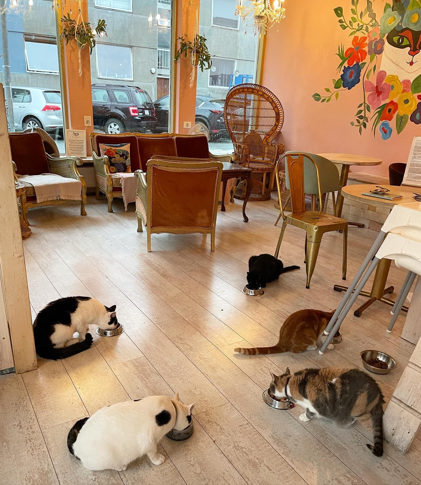 Private Combo Reykjavik Folklore & CatWalk - photo 13