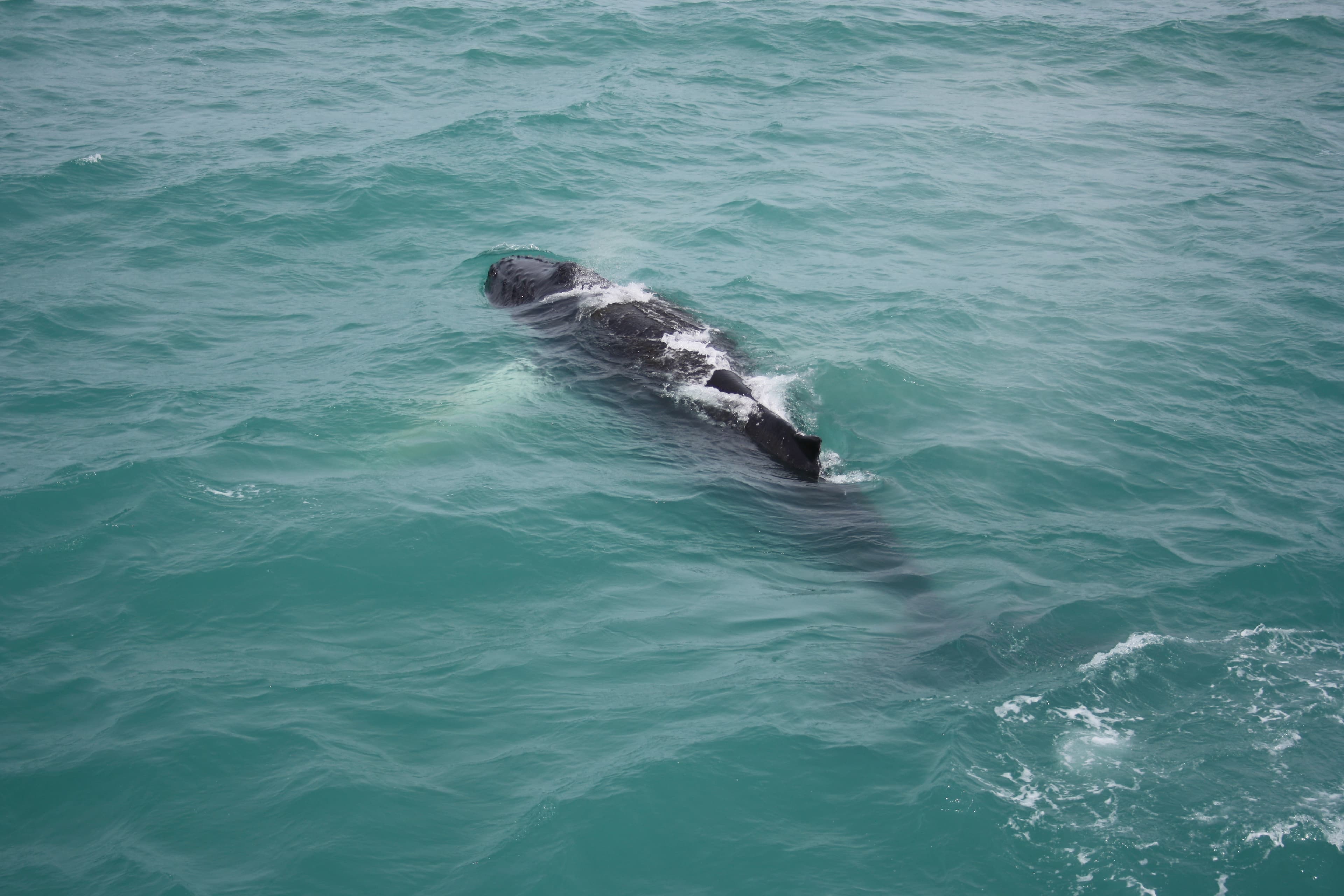 Whale Watching tour from Reykjavik - photo 98