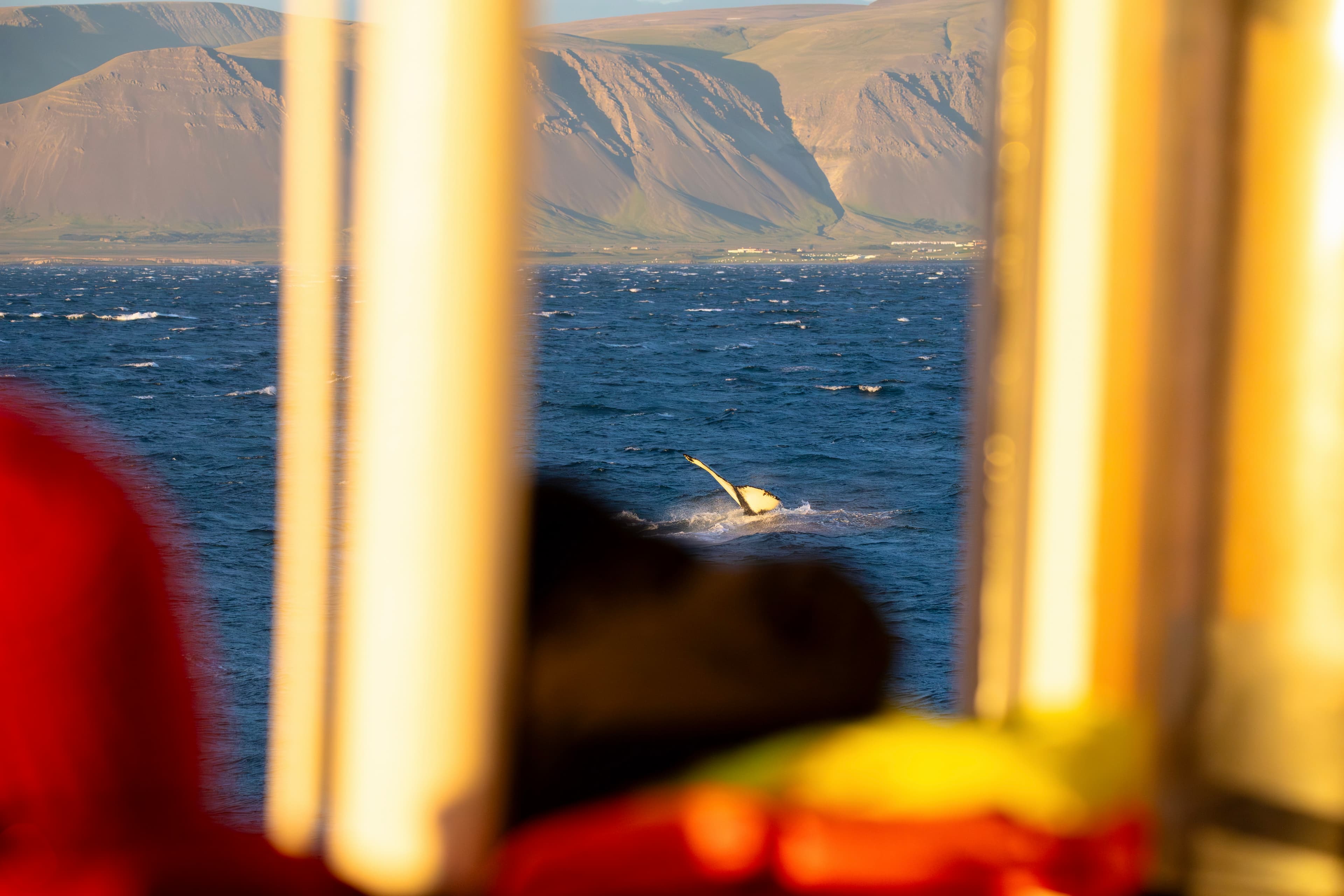 Reykjavík Classic Whales in the Midnight Sun - photo 8