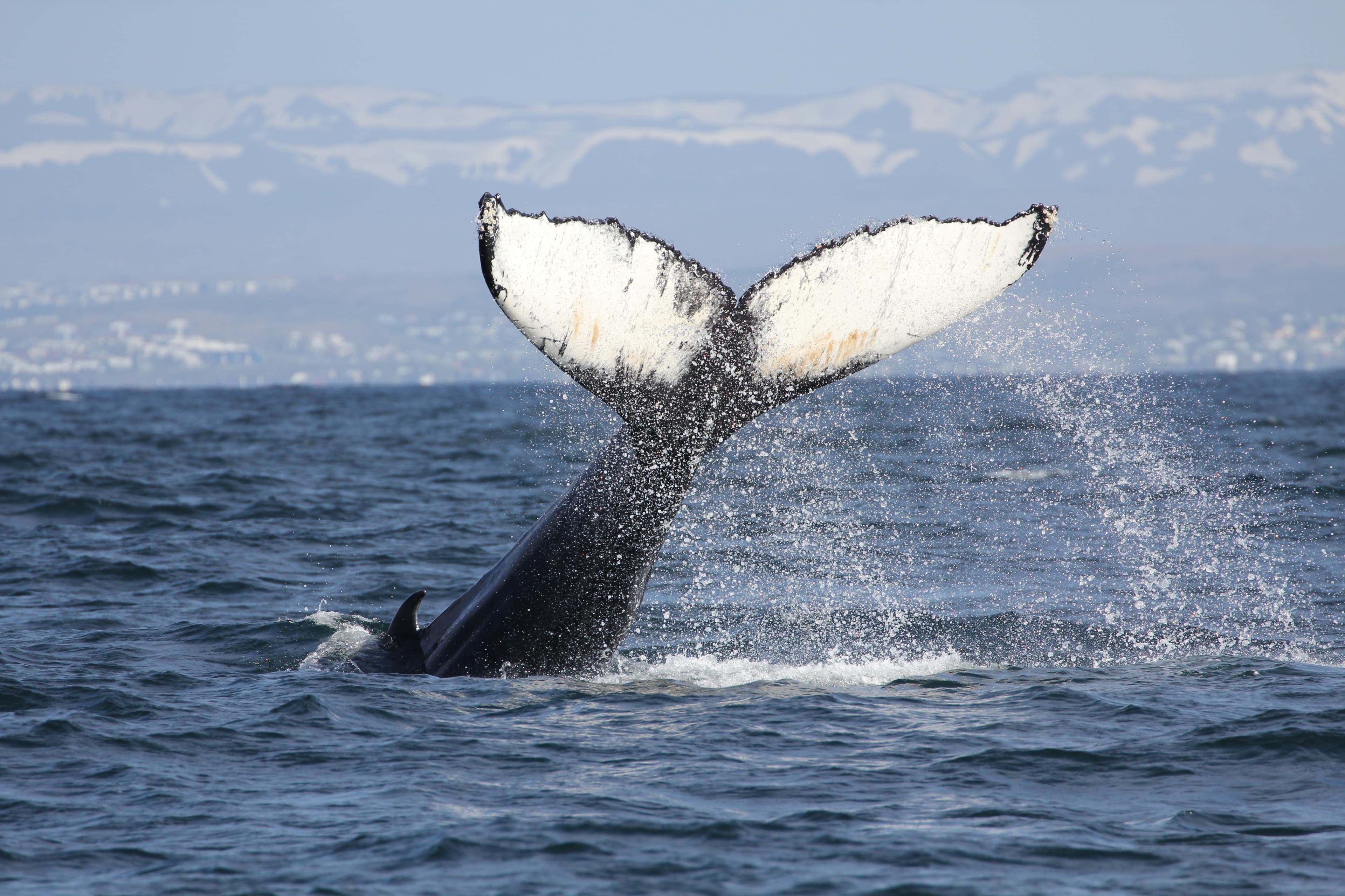 Whales, Puffins & Reykjavík - photo 14