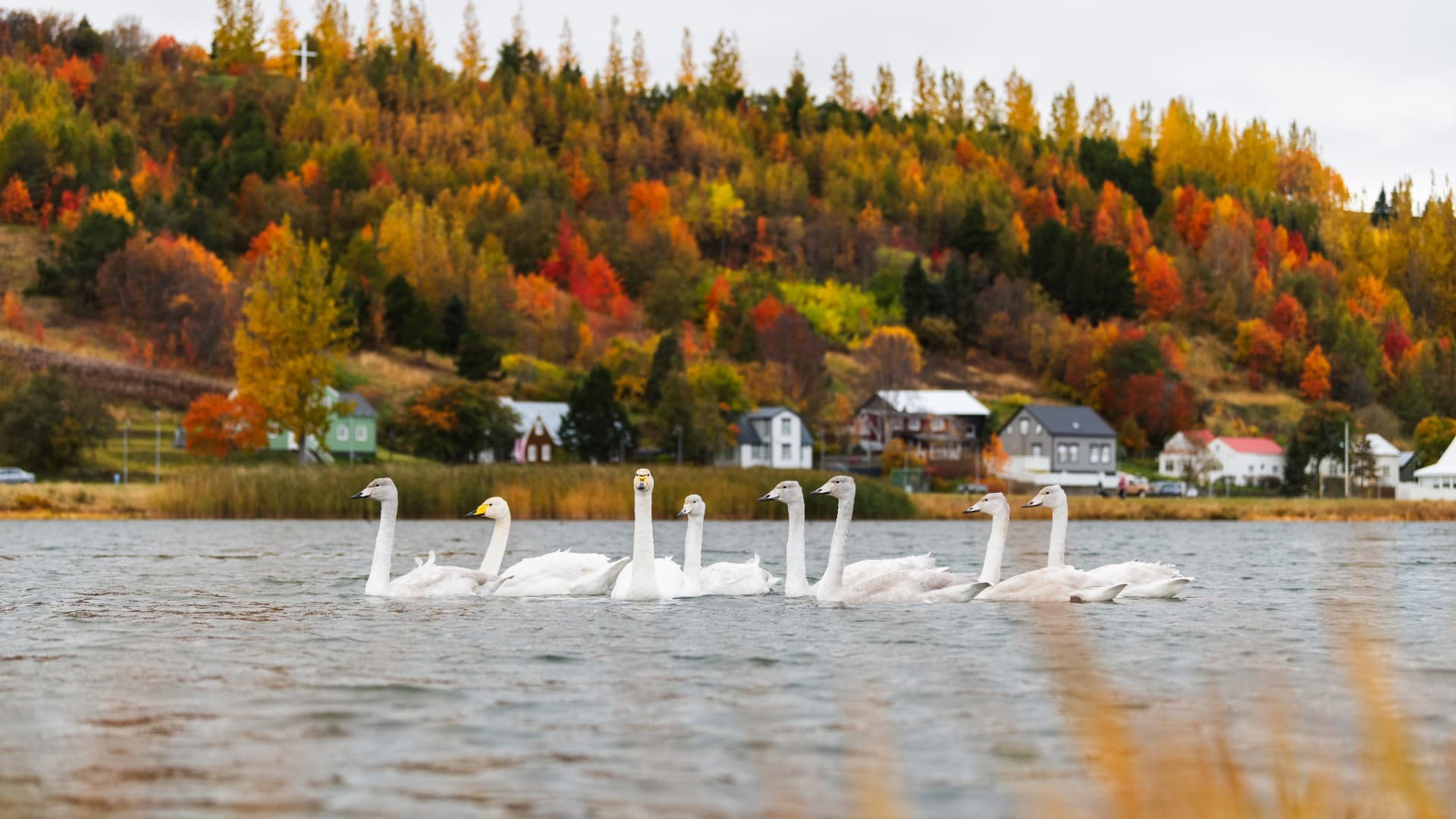 Akureyri Private Walking Tour