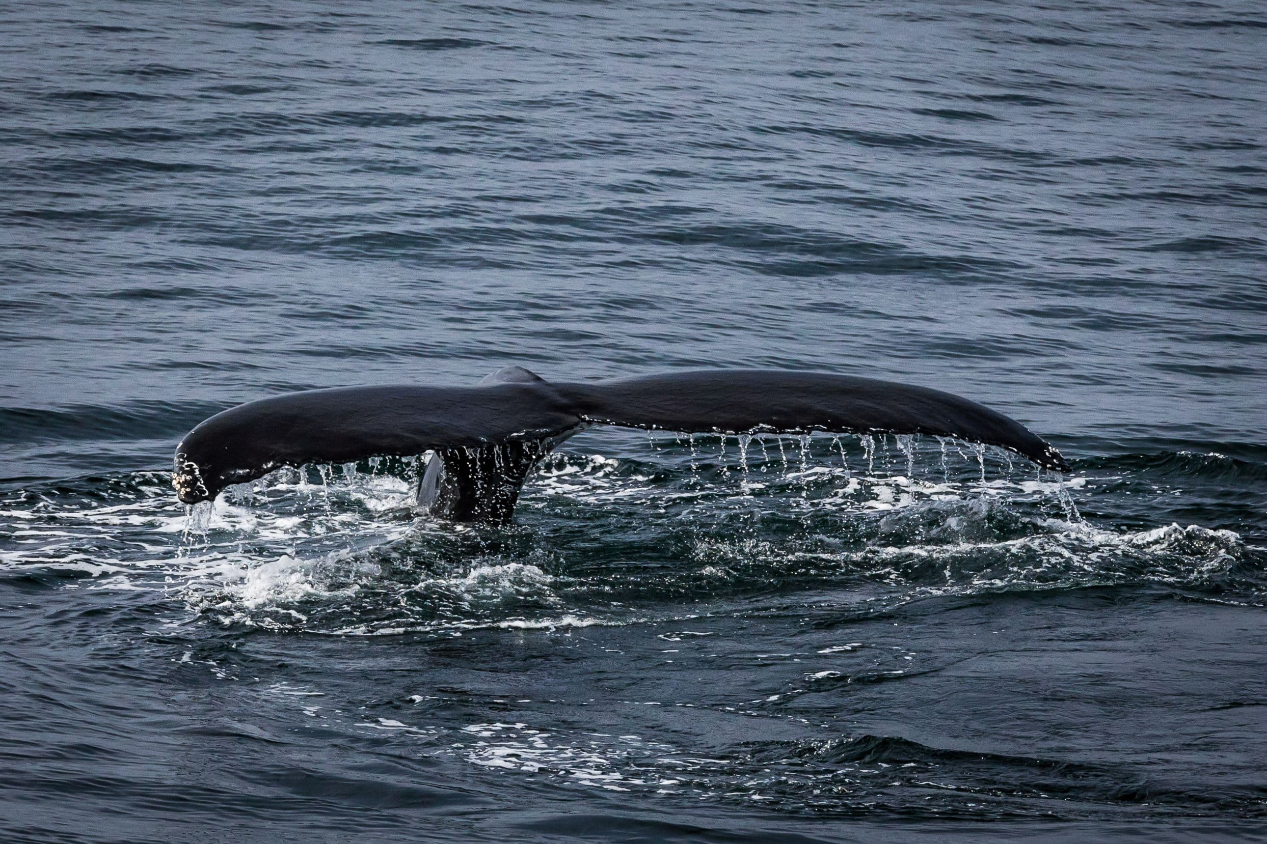 Whale Watching & Lava Show