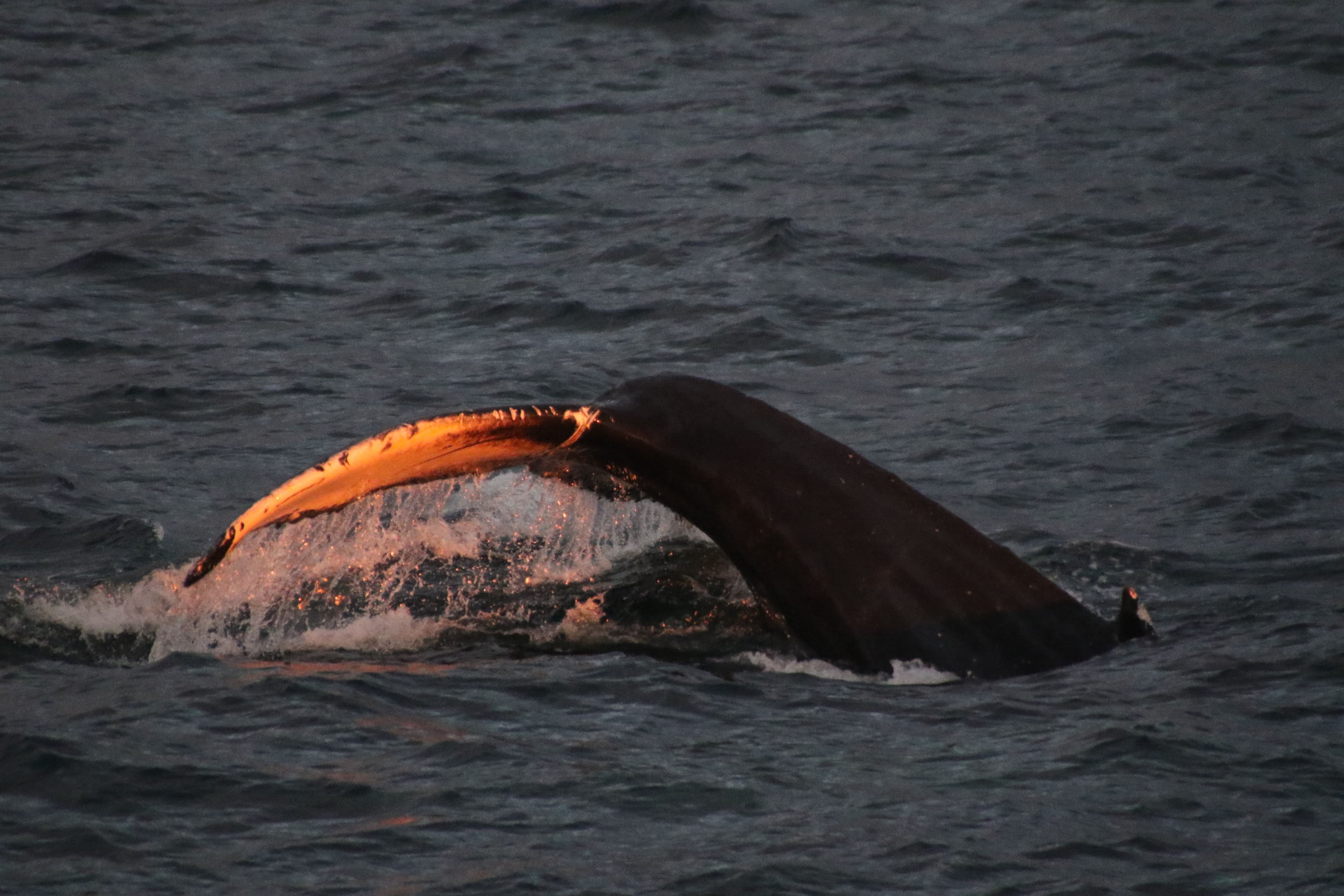Akureyri Classic Whales in the Midnight Sun
