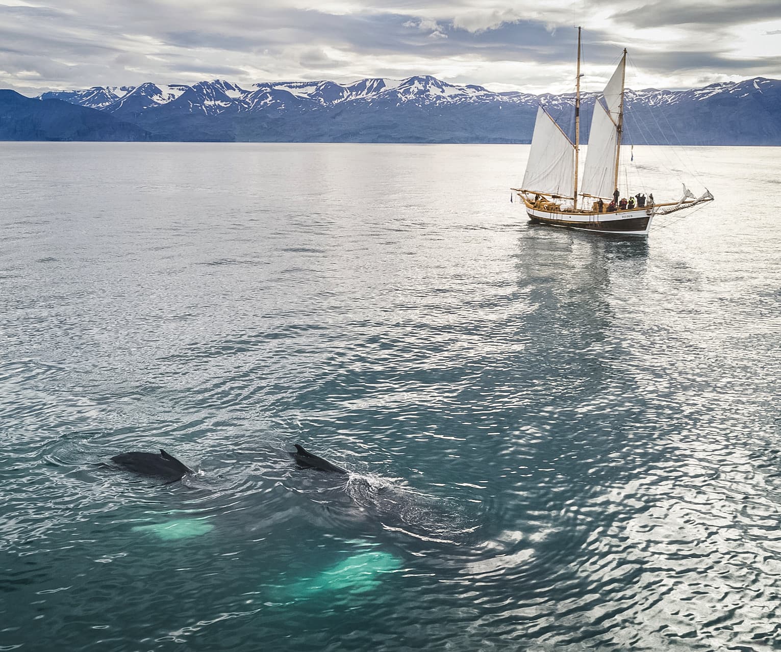 Whales and Sails - photo 4