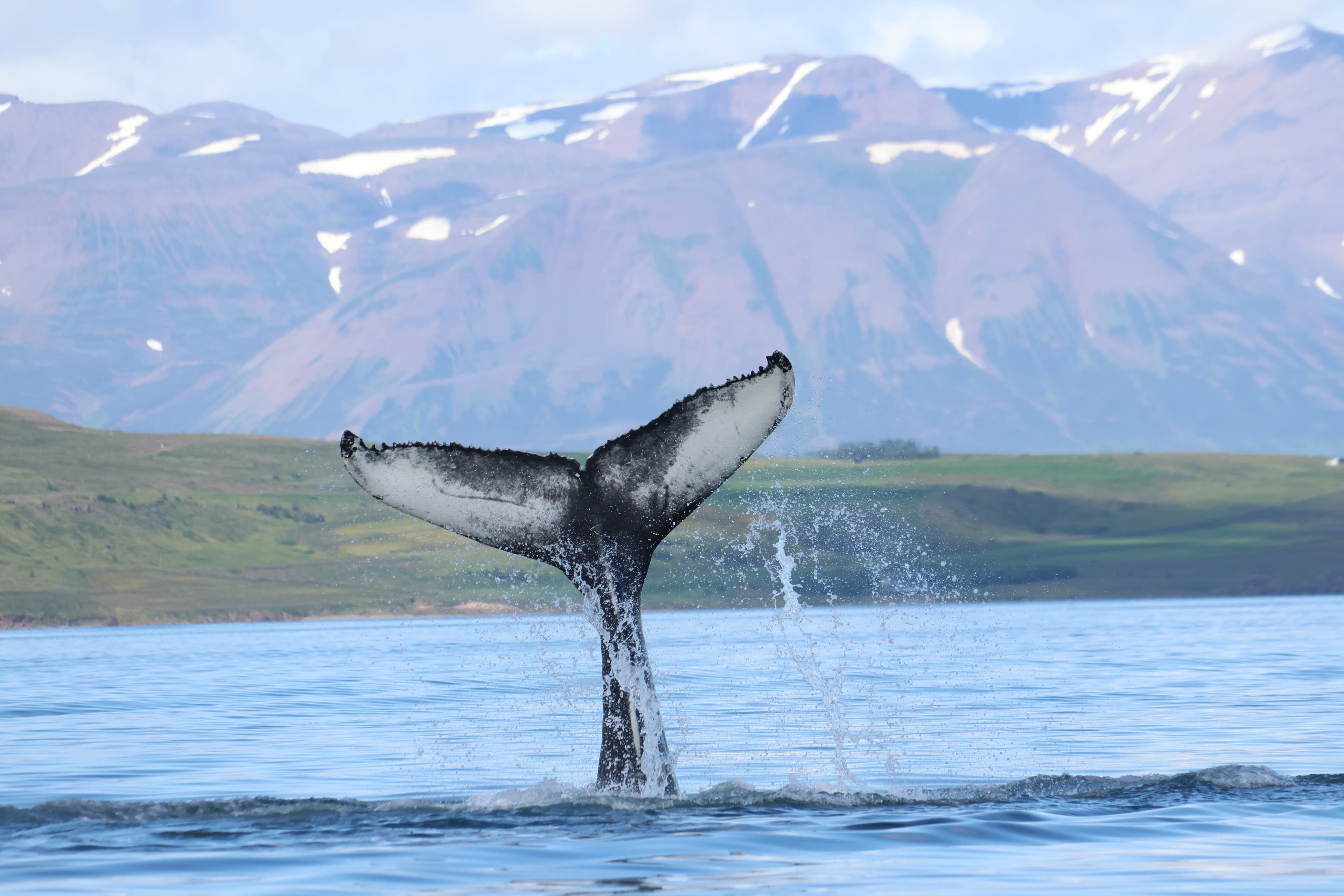Akureyri Express Whales & Eyjafjord - photo 16