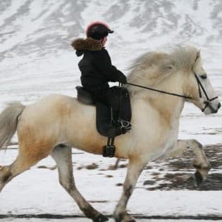 Horse Riding Tour and Explore Scenery in Gásir Akureyri - photo 5