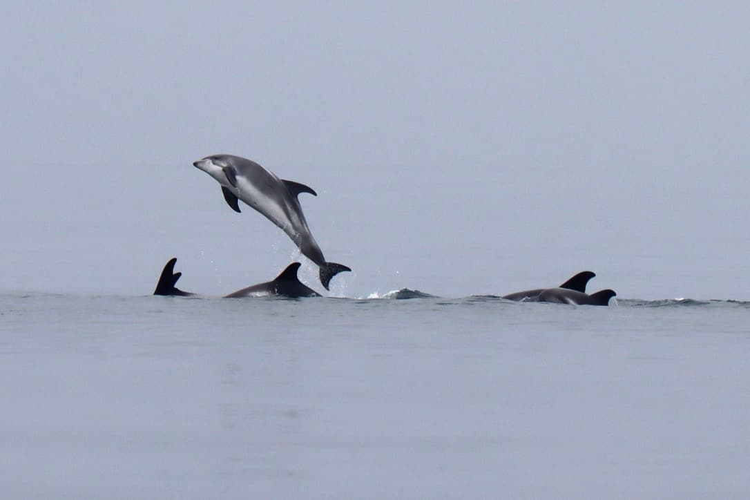 Express Whale Watching From Dalvík - photo 16