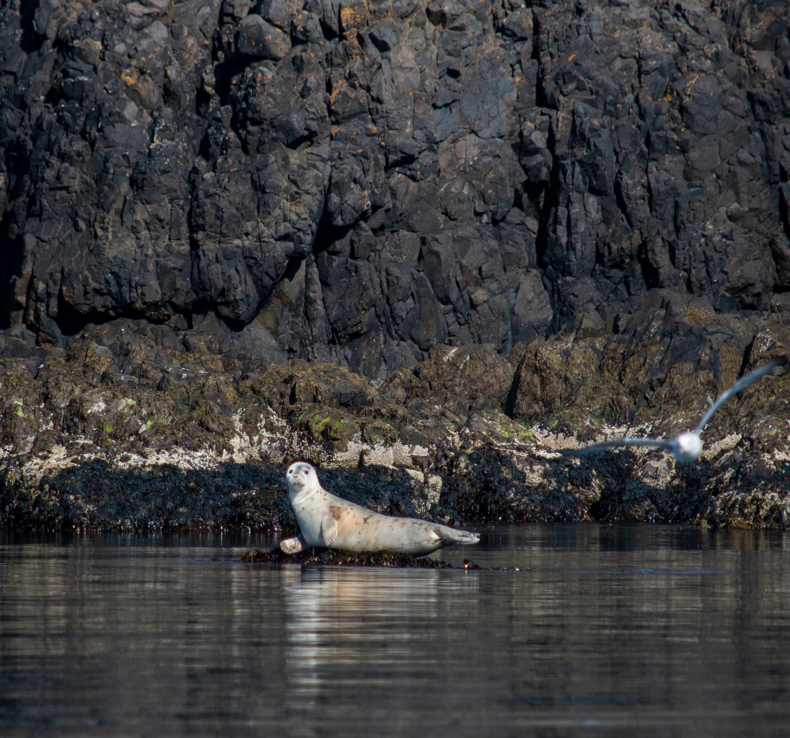 Puffin Quest - photo 11