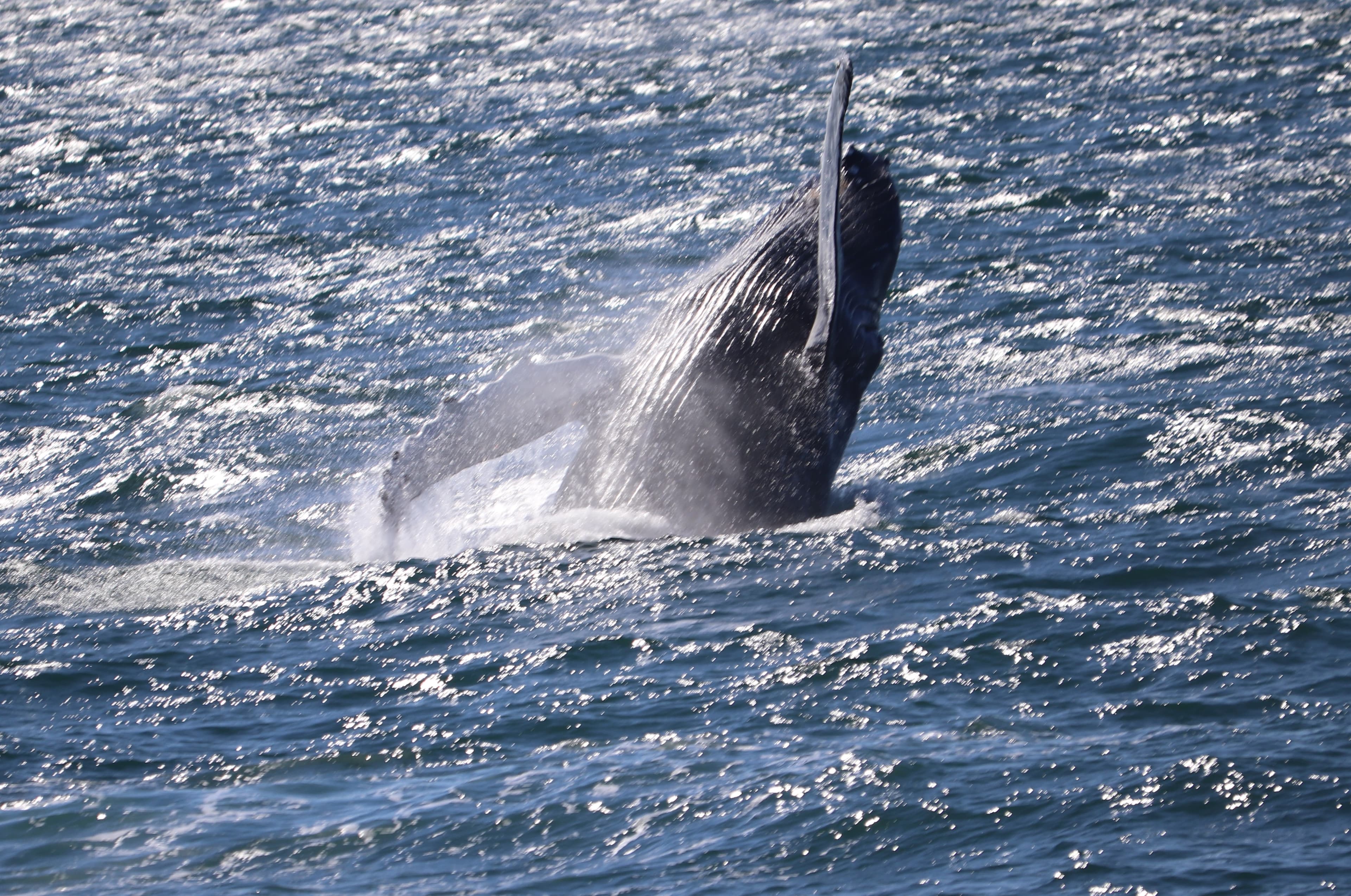 Whale Watching tour from Reykjavik - photo 39