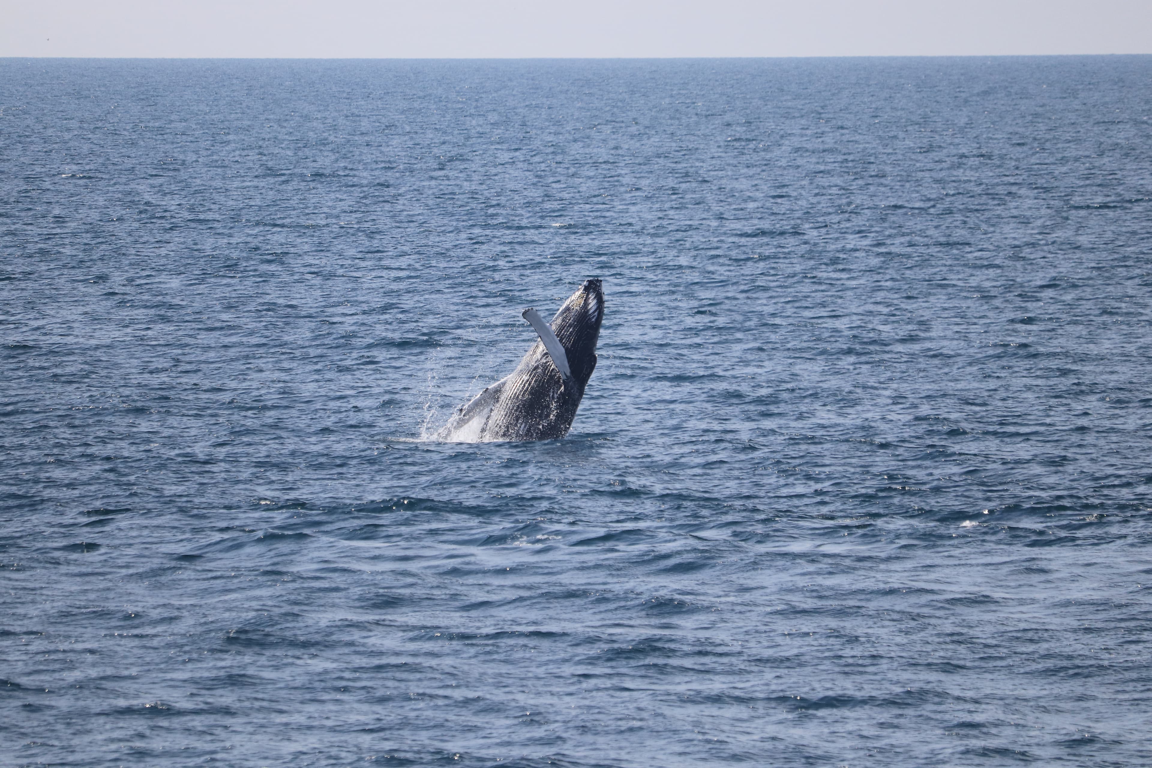 Whale Watching Excursion from Reykjavik & Whales of Iceland Exhibition: Explore the Sea's Giants - photo 41