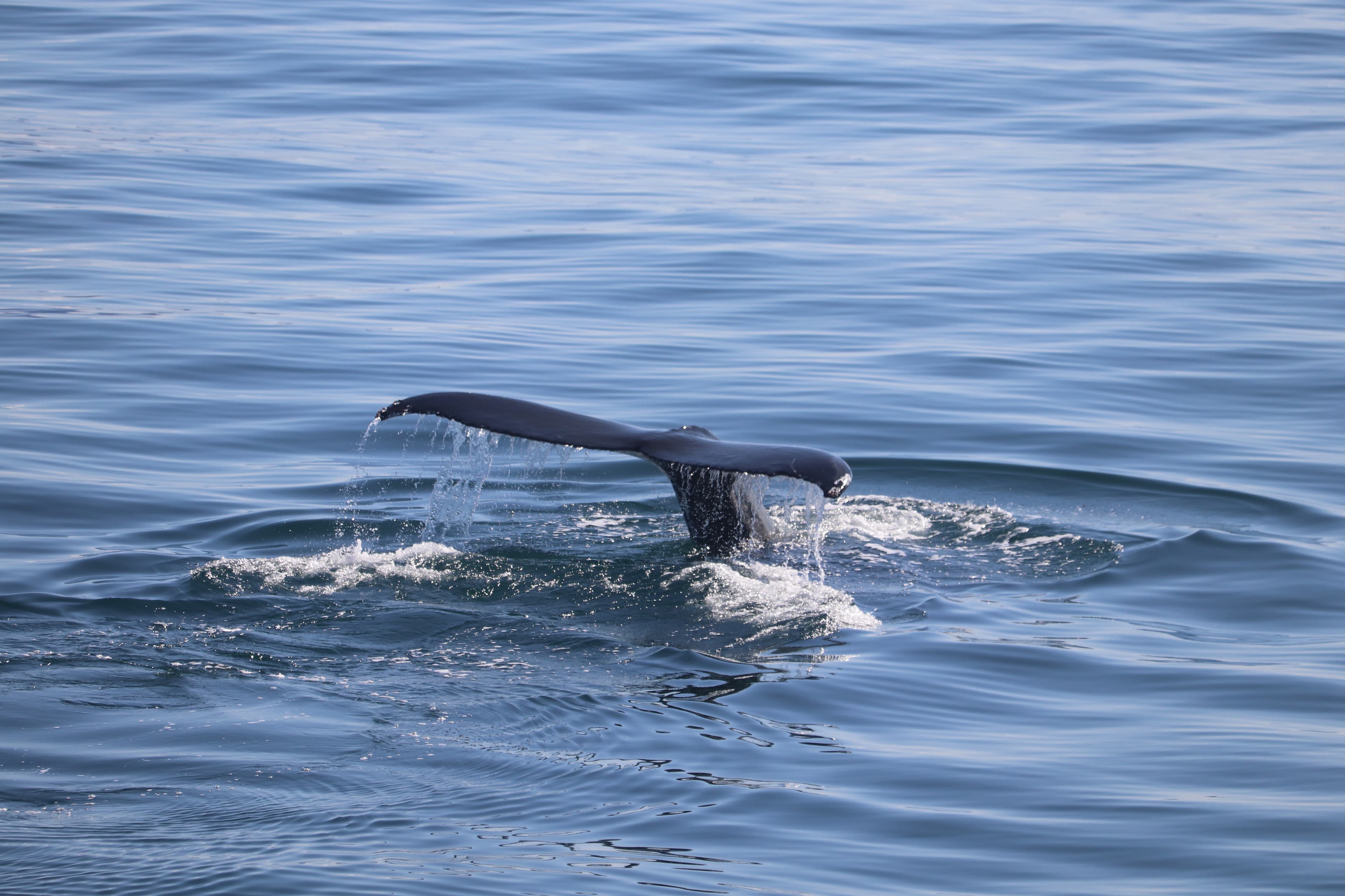 Whale Watching tour from Reykjavik - photo 67