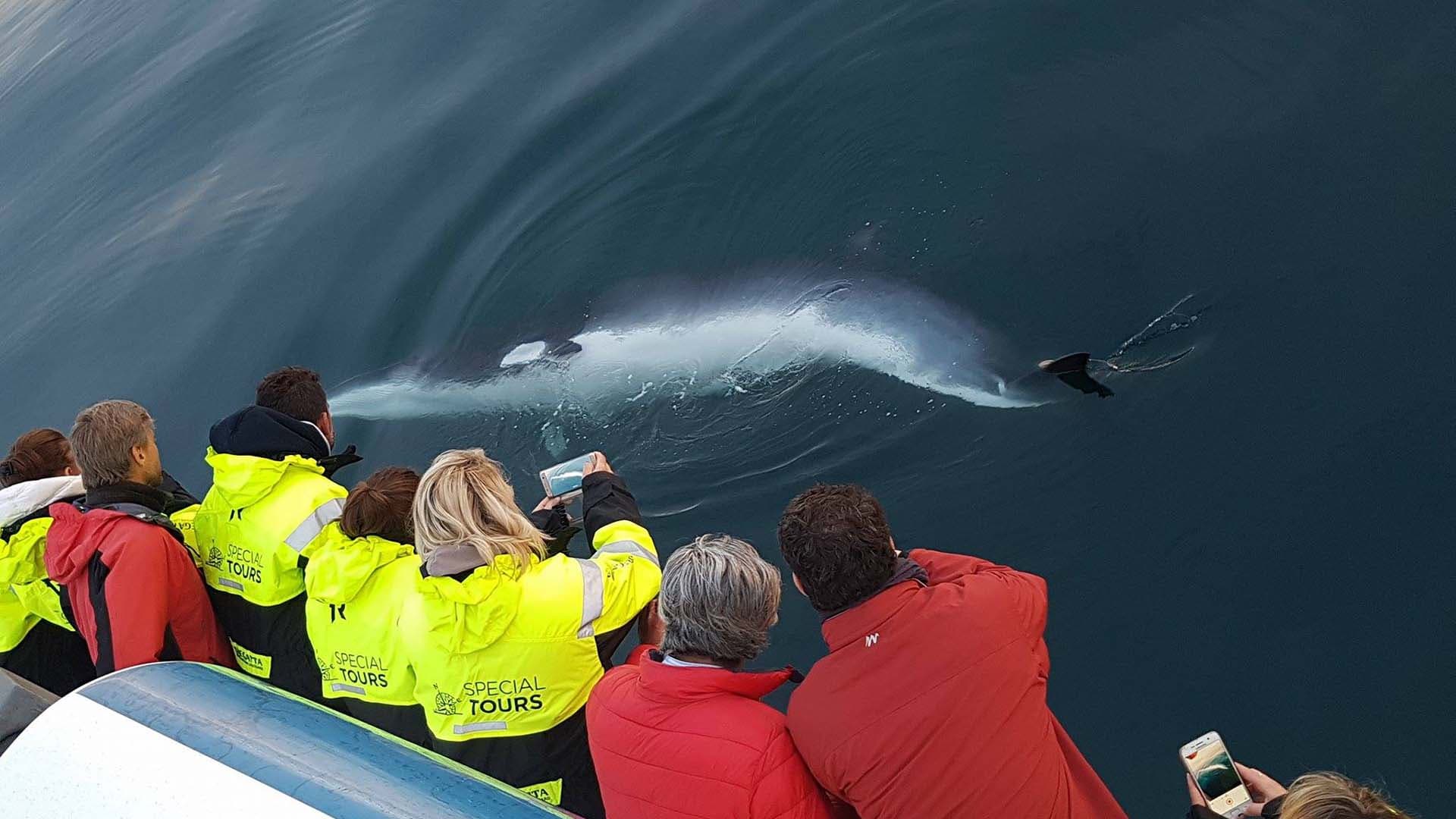 Reykjavik City Walk and Whales - photo 8