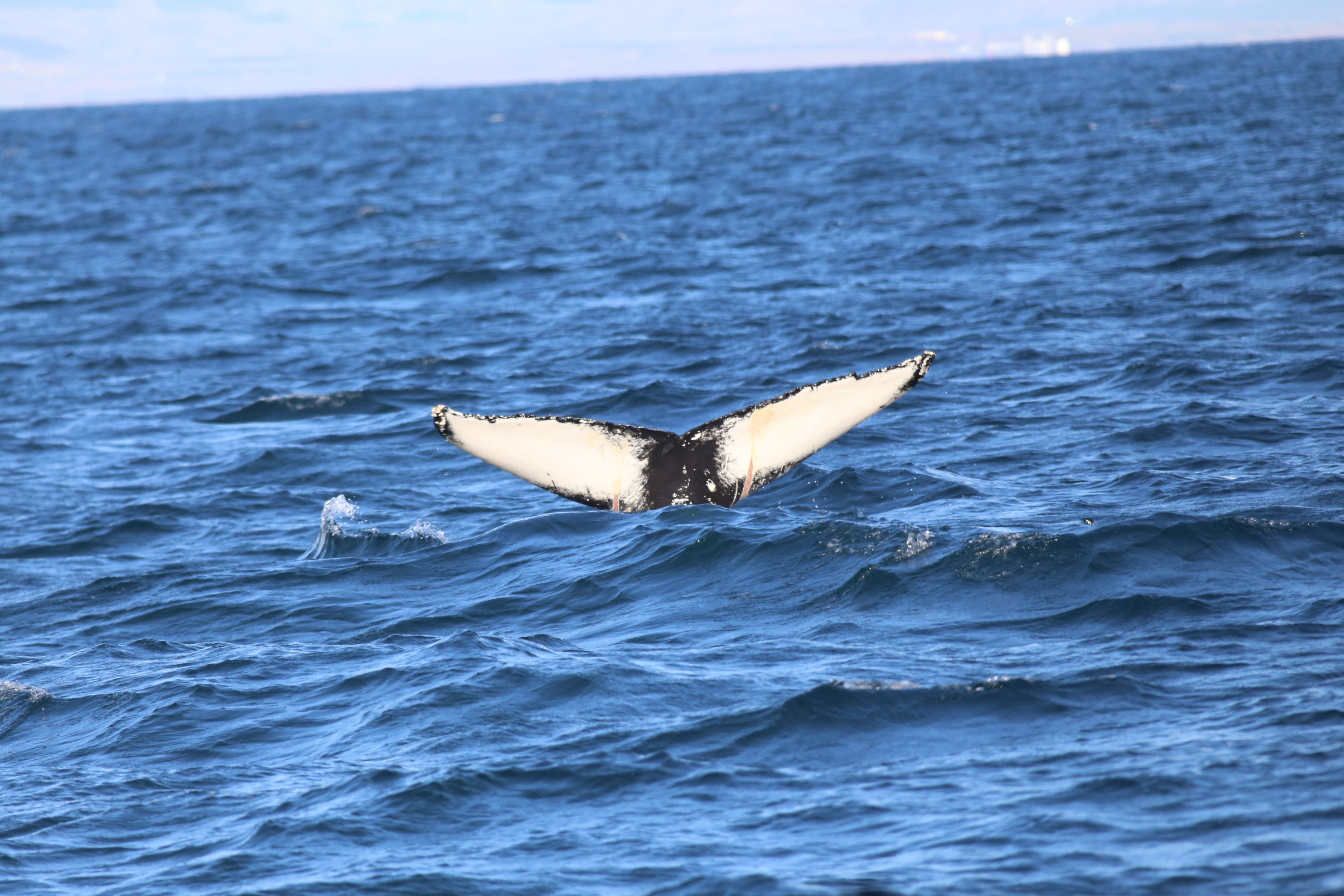 Whale Watching tour from Reykjavik - photo 64