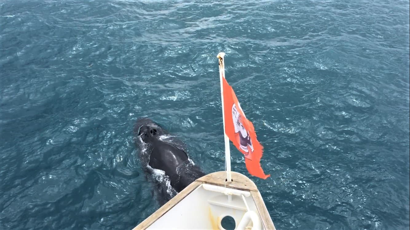 Whale Watching & Northern lights Combo Cruise from Reykjavik - photo 33