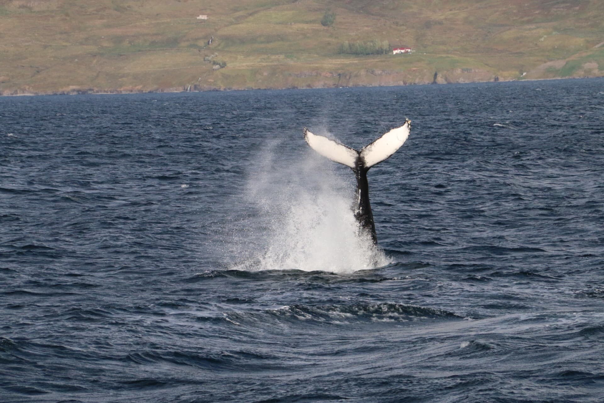 Express Whale Watching From Dalvík