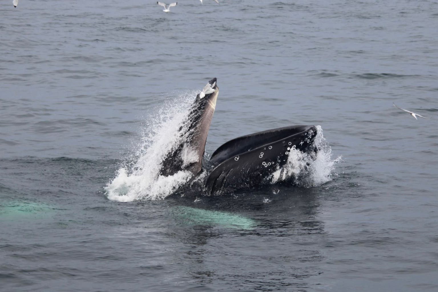 Reykjavík Classic Whale Watching  - photo 30