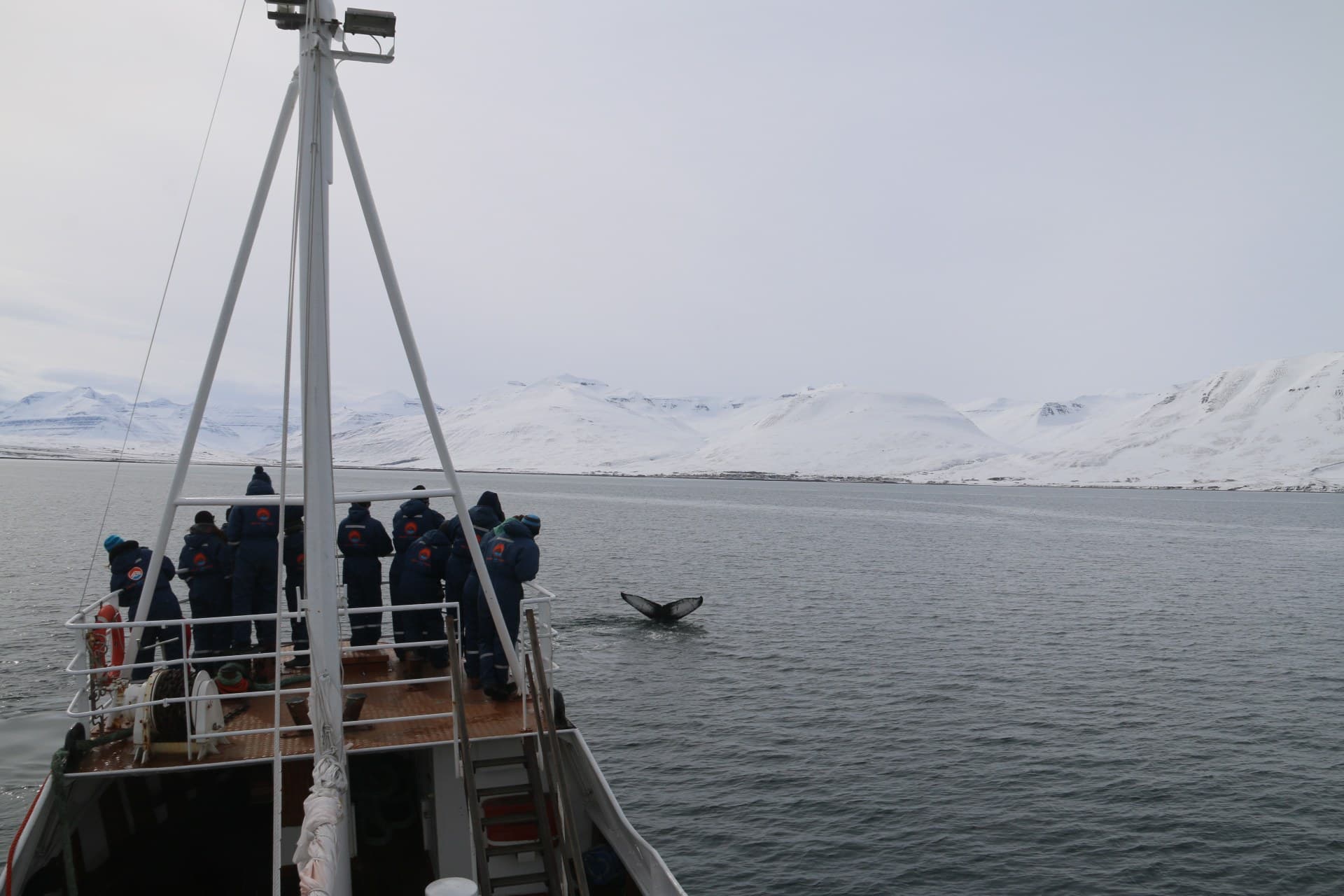 Classic Whale Watching from Dalvík - photo 4