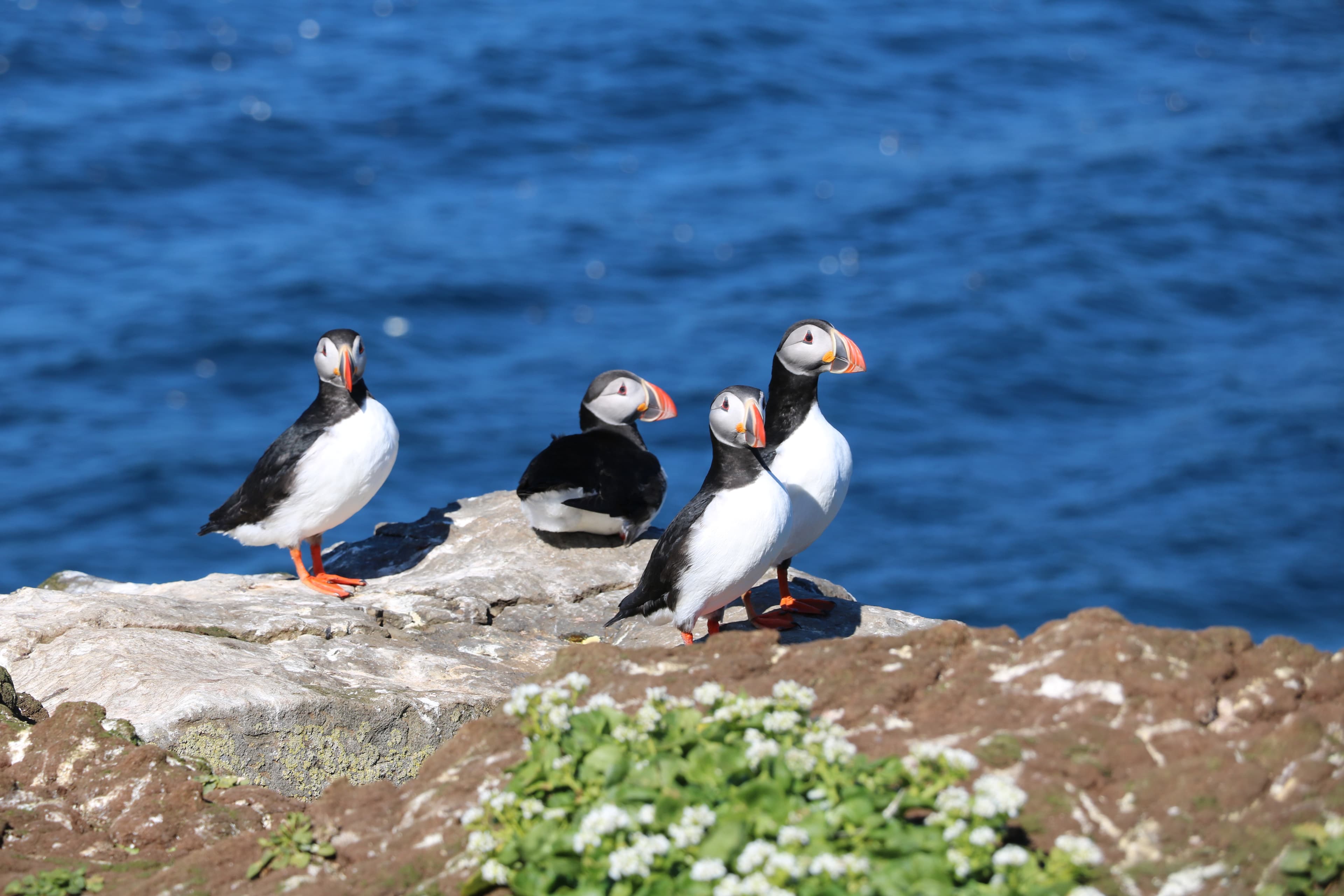 Reykjavík Premium Whale Watching - photo 9