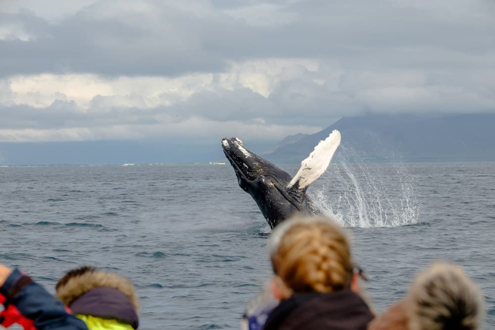 Whales, Puffins & Reykjavík - photo 12