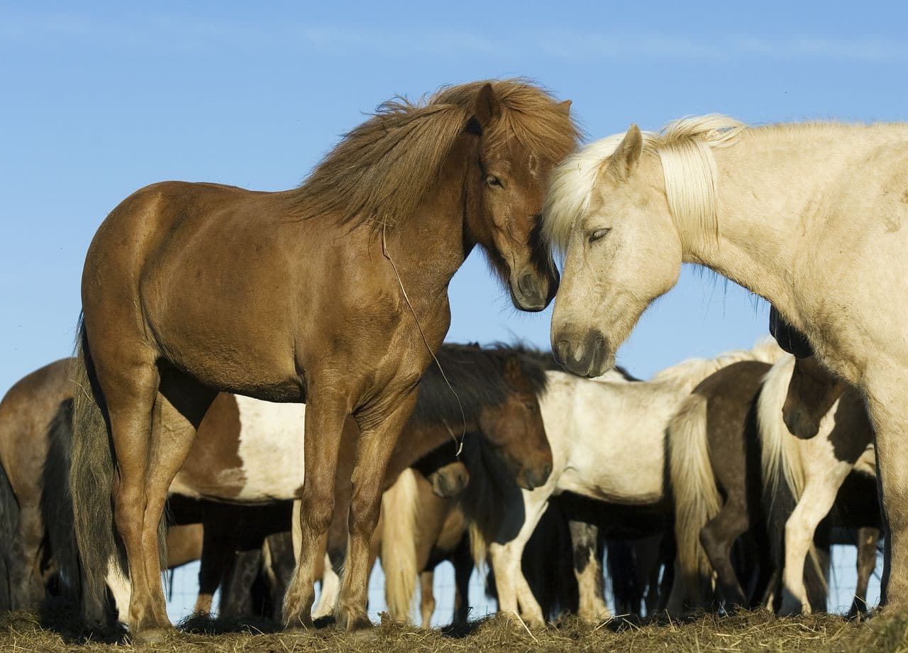 Reykjavík Whales & Horses