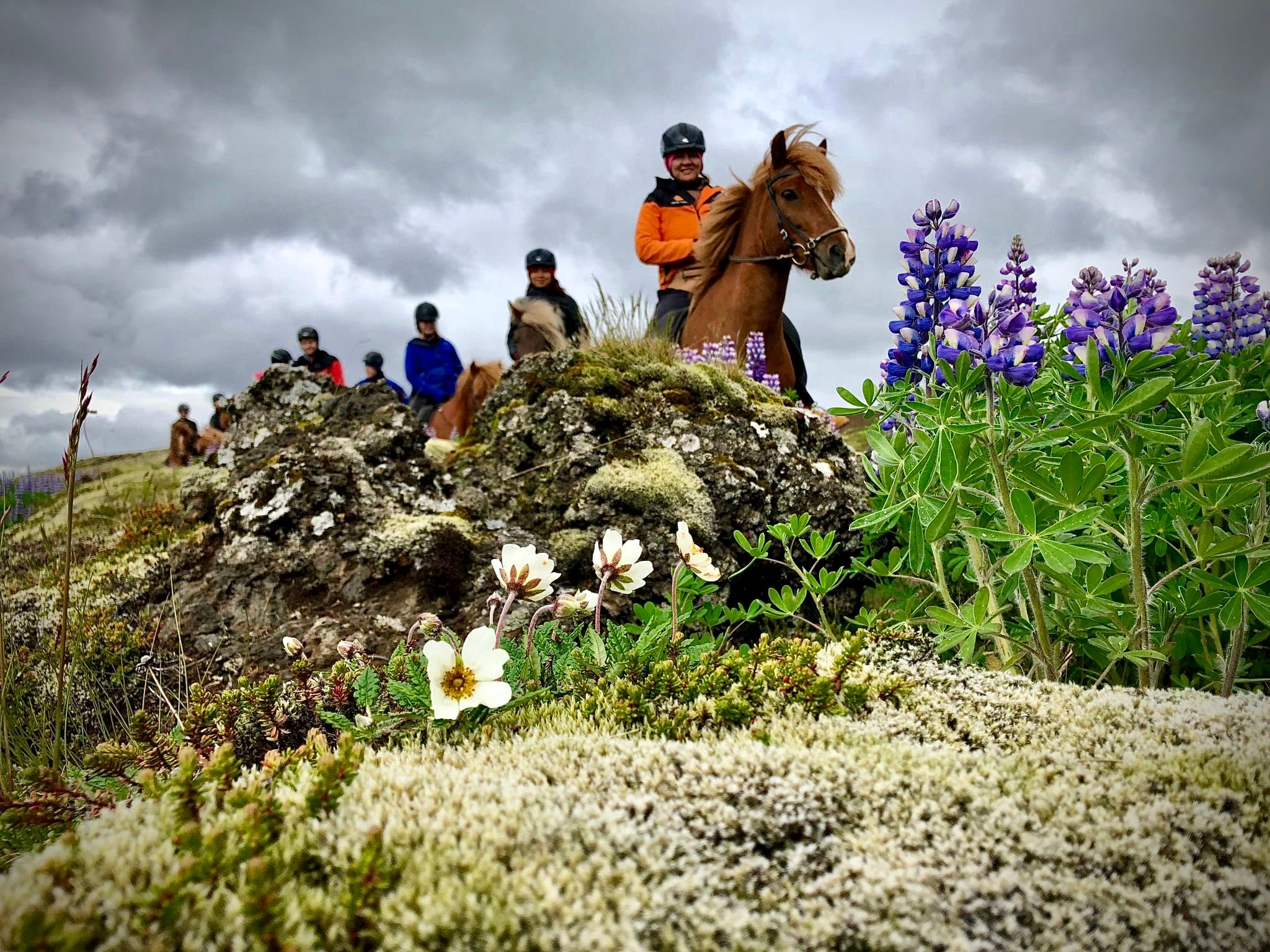 Viking Horses Morning Tour