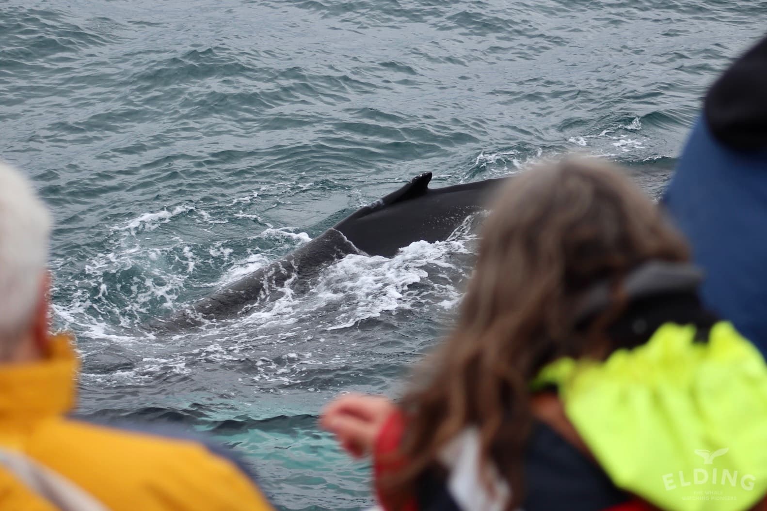 Reykjavík Whales & Northern Lights - photo 3