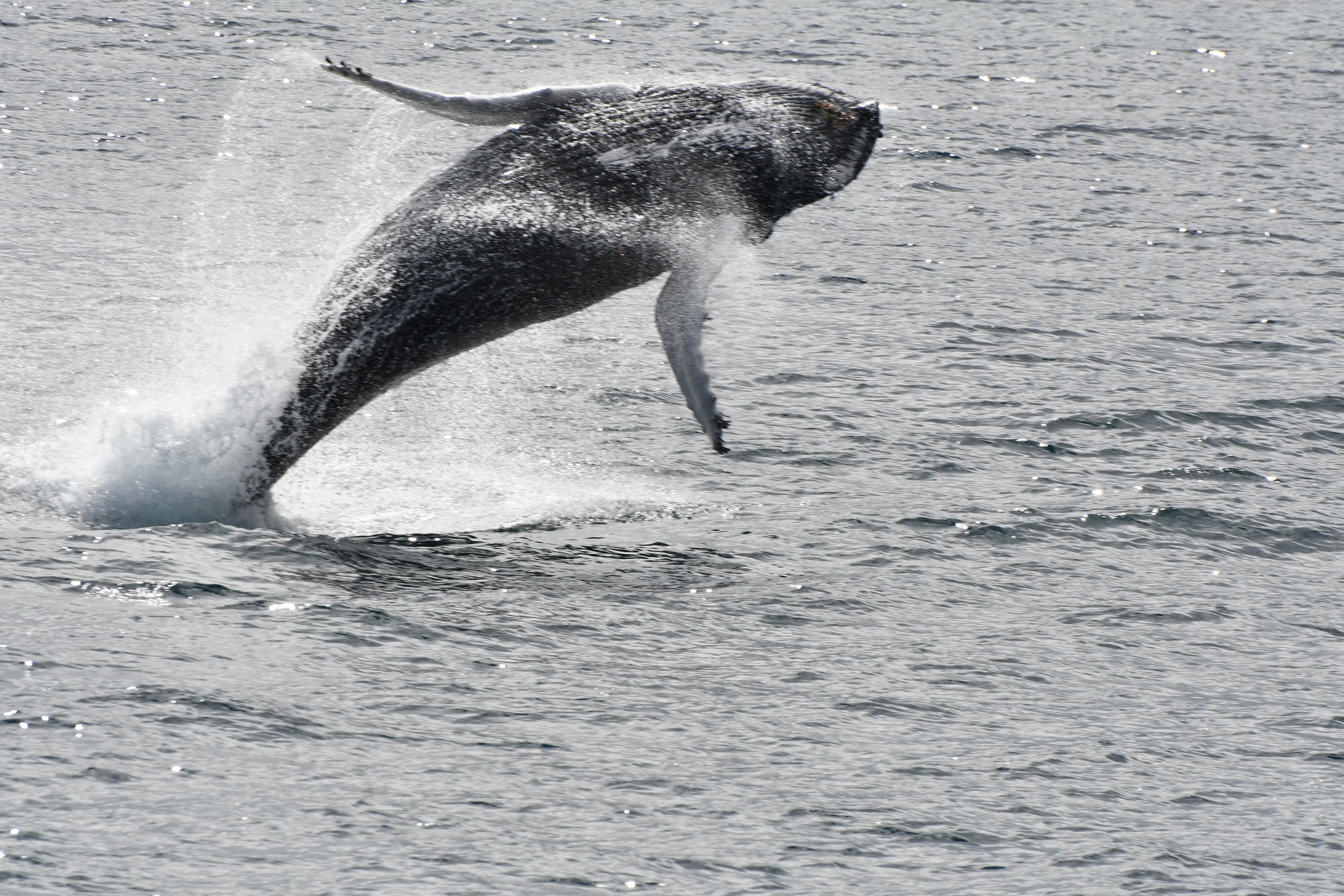 Whale Wonders: Morning Expedition - photo 2