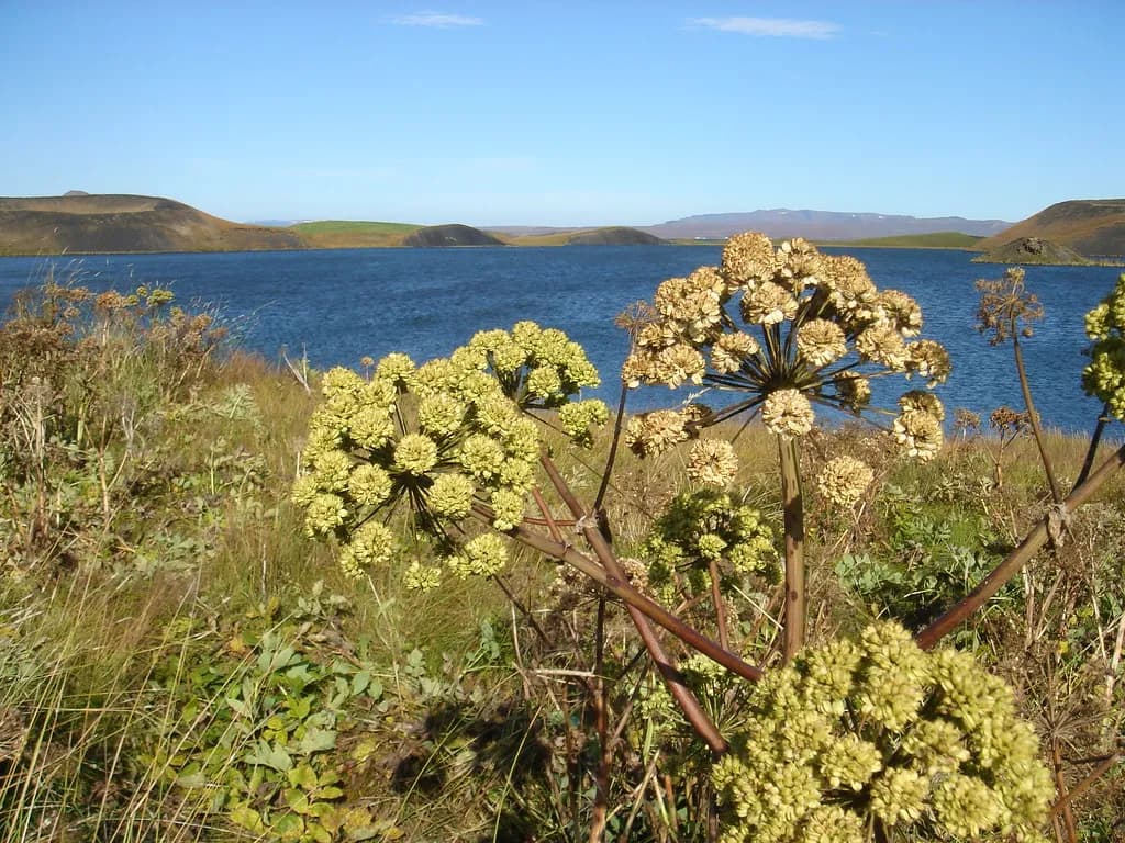 Private Northern Exploration & Earth Lagoon Myvatn Tour from Akureyri - photo 8