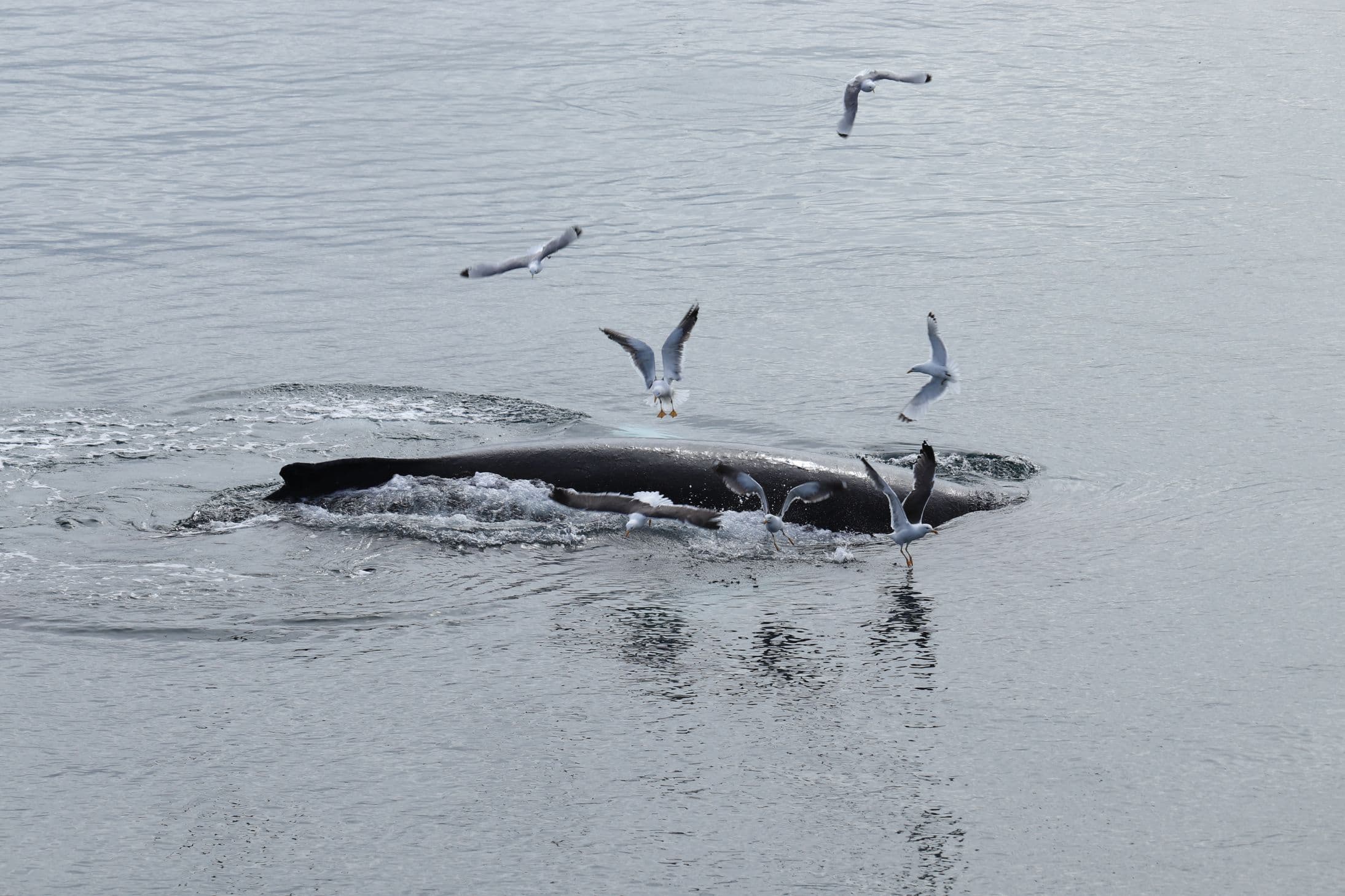 Best Value Whale Watching tour from Reykjavik - photo 18