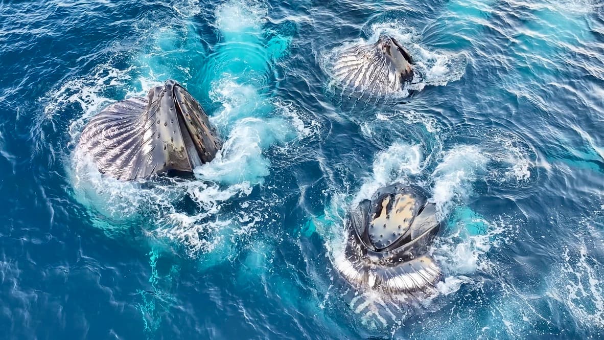Classic Whale Watching from Dalvík - photo 10