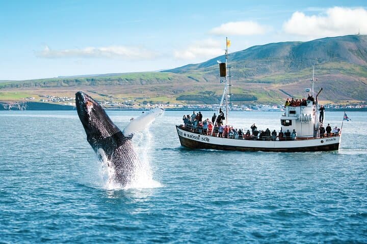 Húsavík Original Whale Watching - photo 4