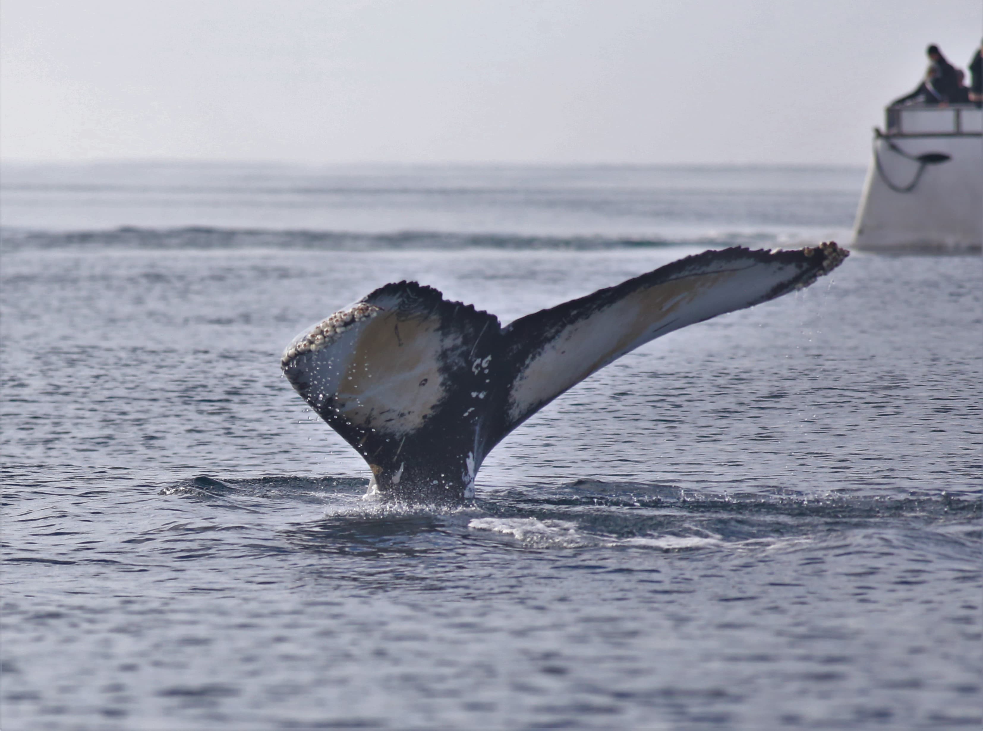 Whale Watching tour from Reykjavik - photo 15