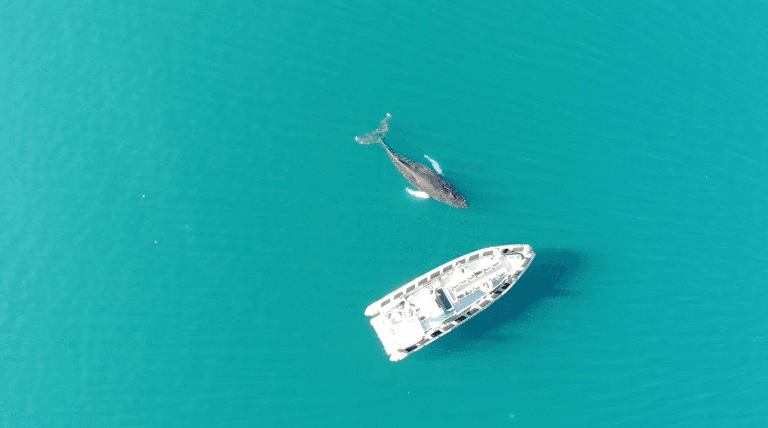 Akureyri Express Whales & Eyjafjord