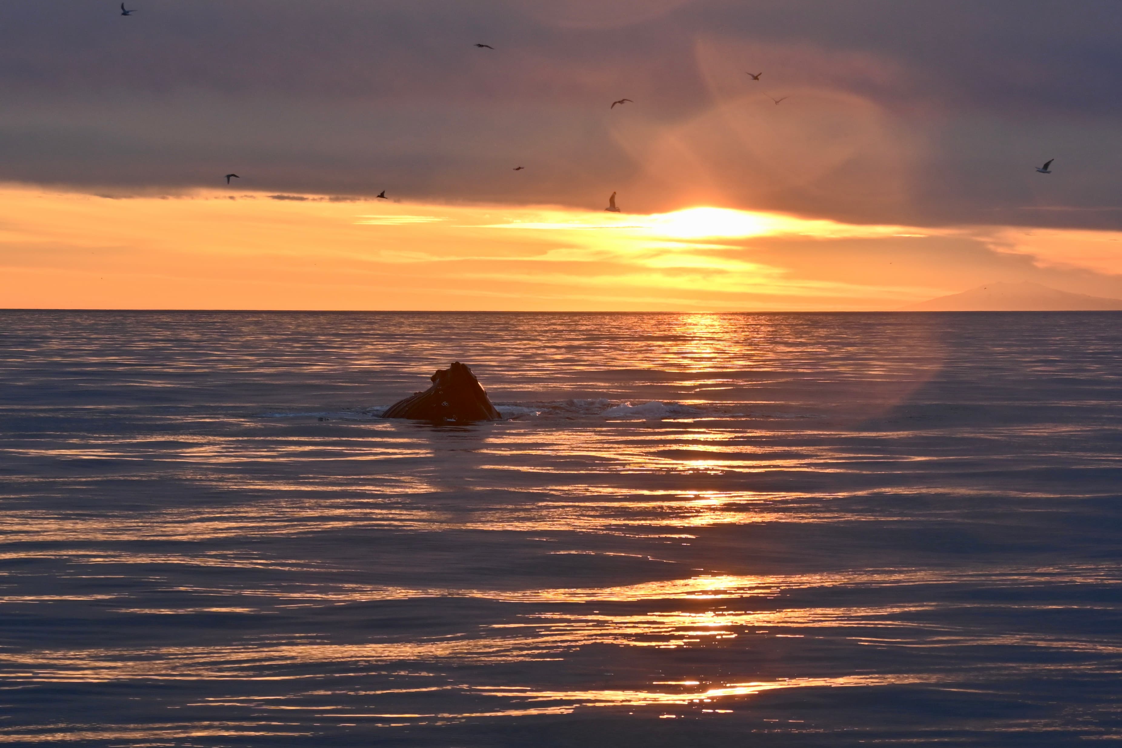 Reykjavík Premium Whales in the Midnight Sun - photo 5