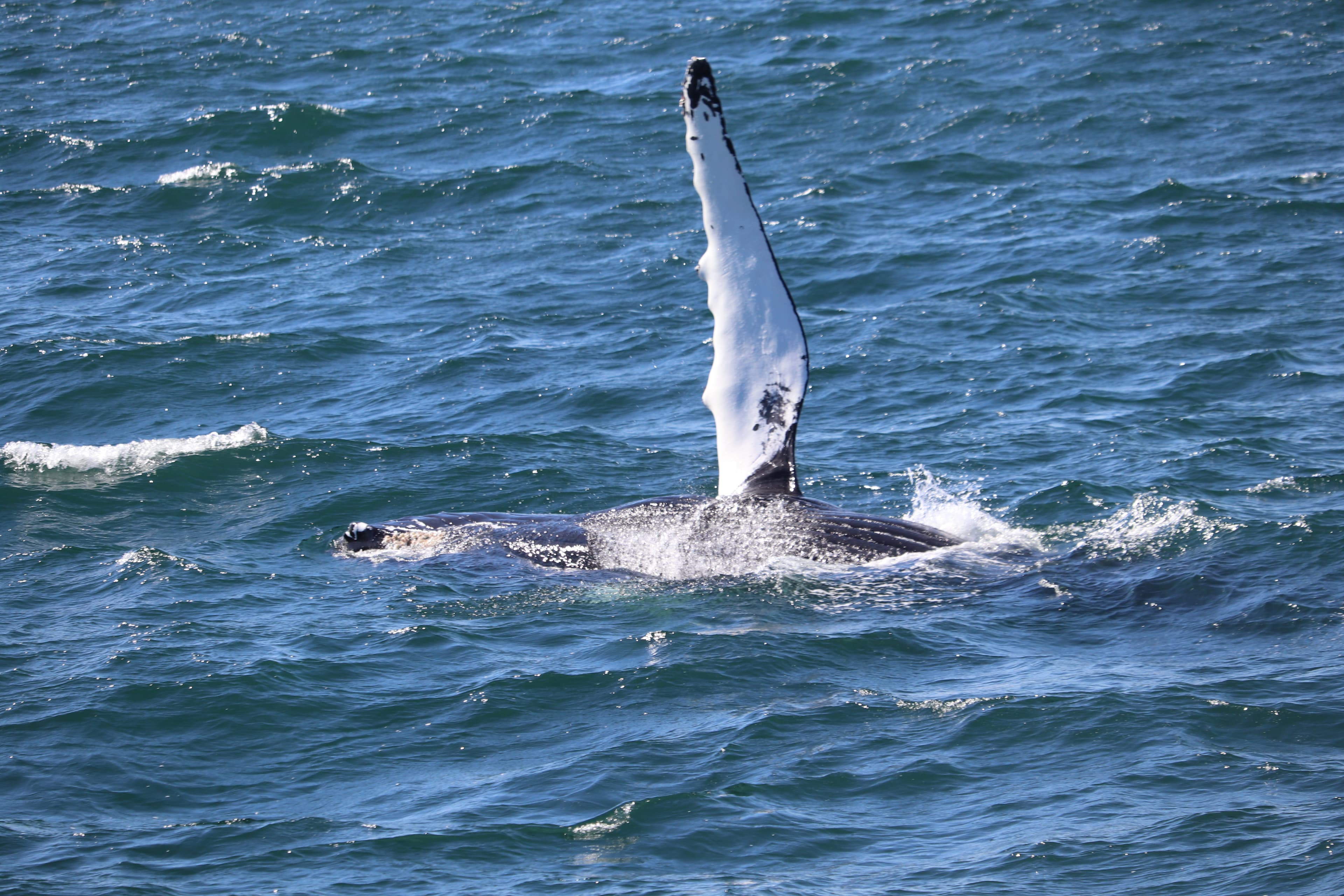 Whale Watching tour from Reykjavik - photo 90