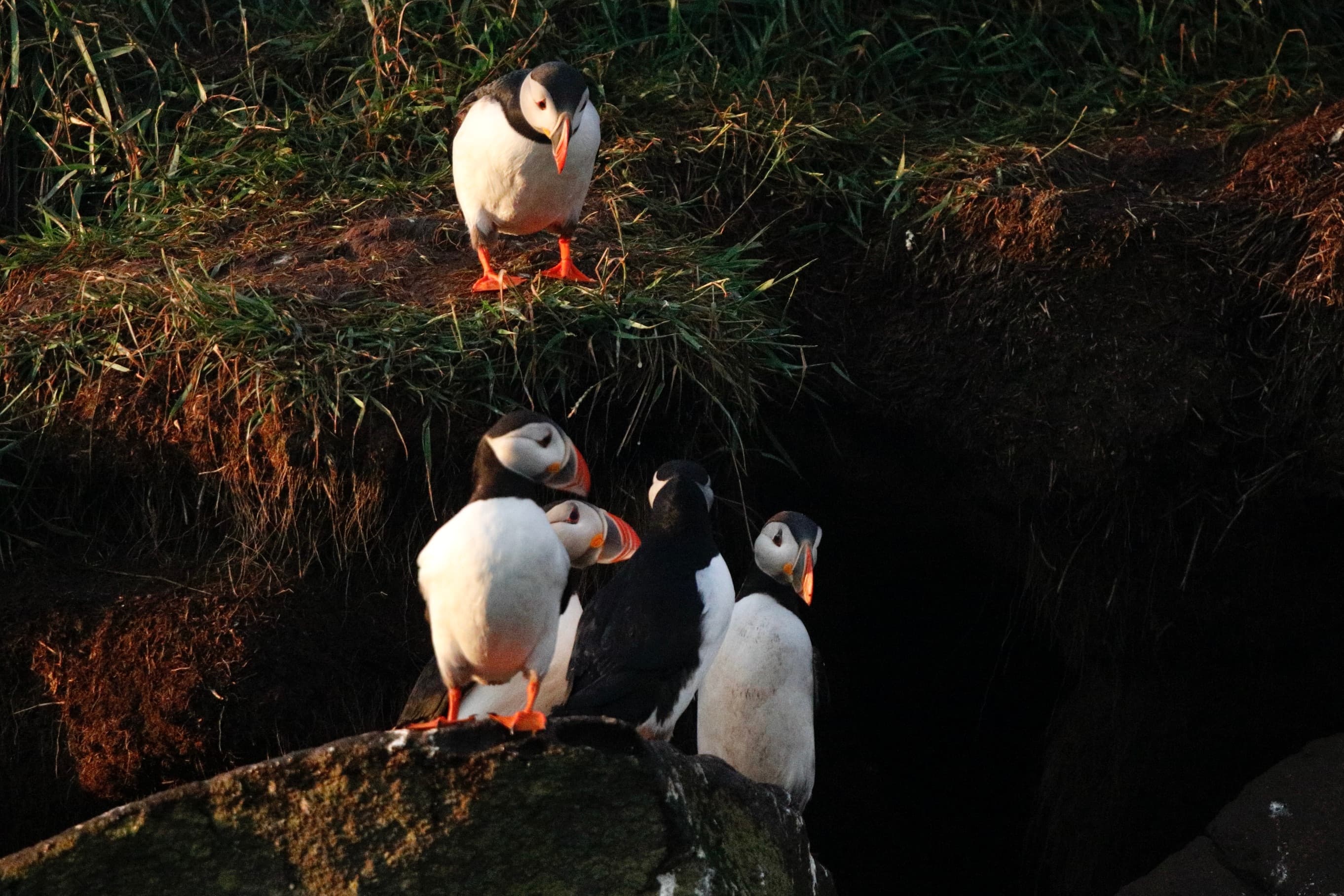 Reykjavík Premium Whale Watching - photo 30