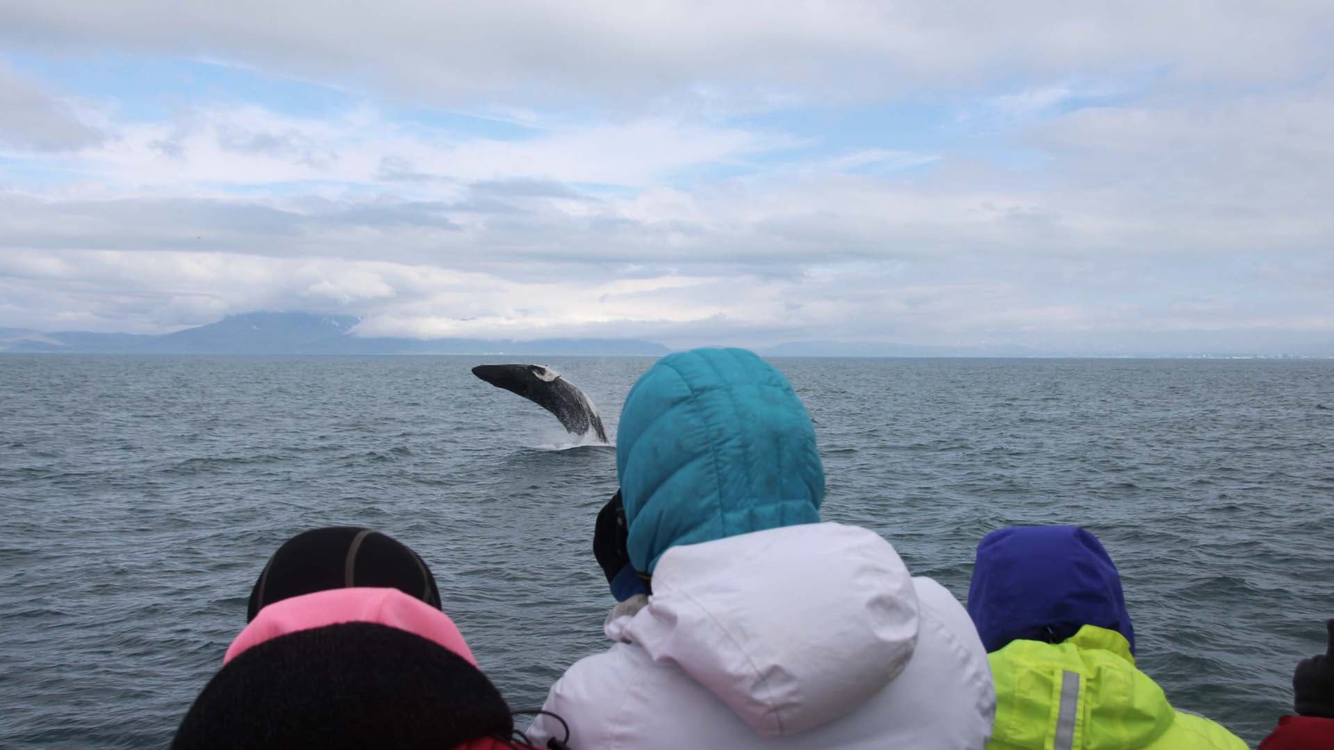 Reykjavik City Walk and Whales - photo 10
