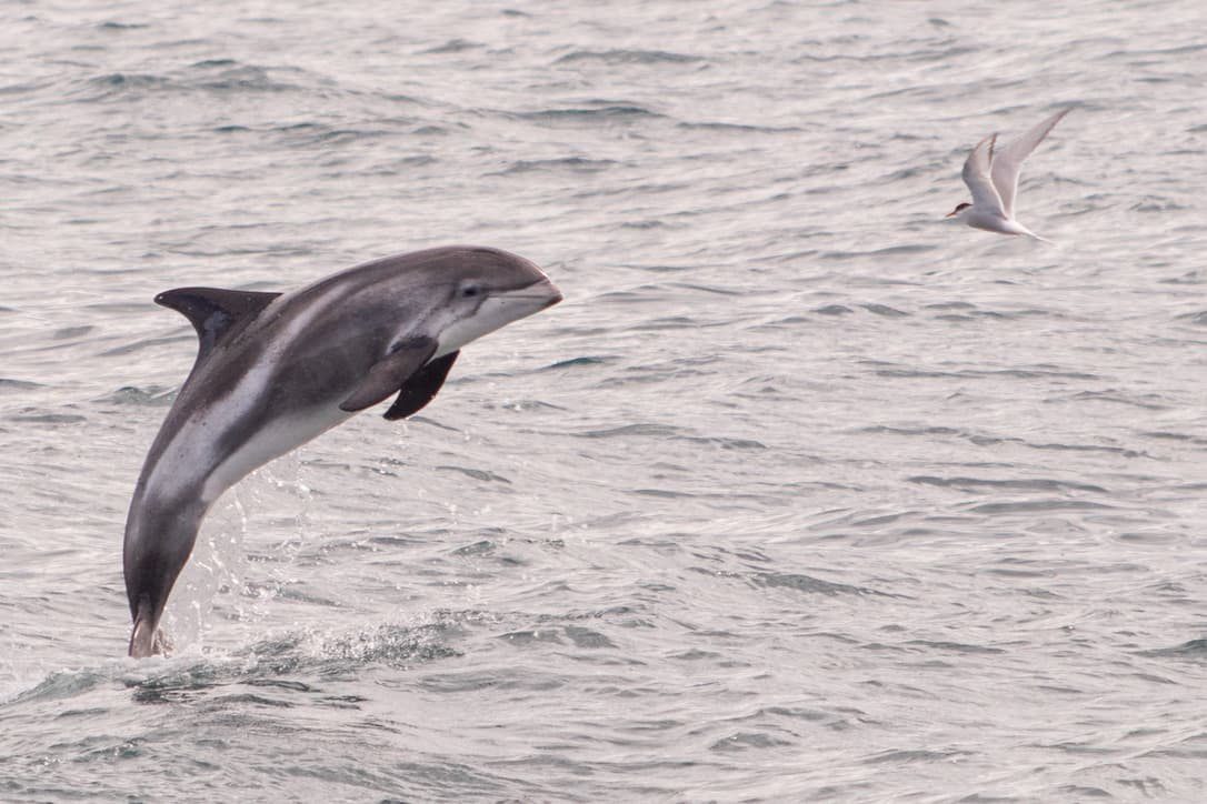 Classic Whale Watching from Dalvík - photo 14