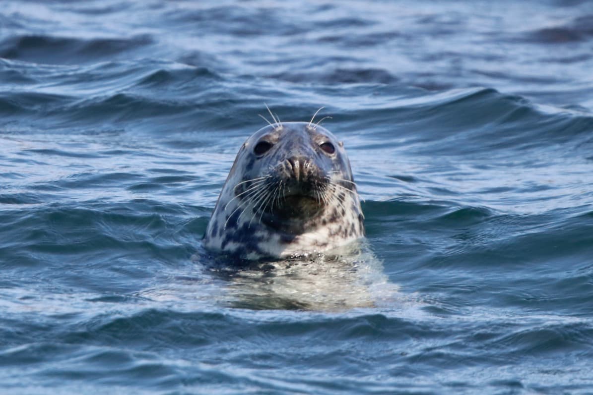 Reykjavík Classic Puffin Watching - photo 11