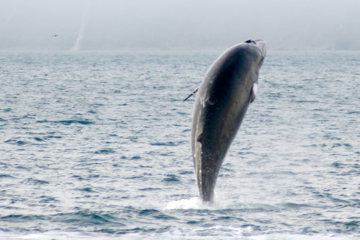 Classic Whale Watching from Dalvík - photo 4