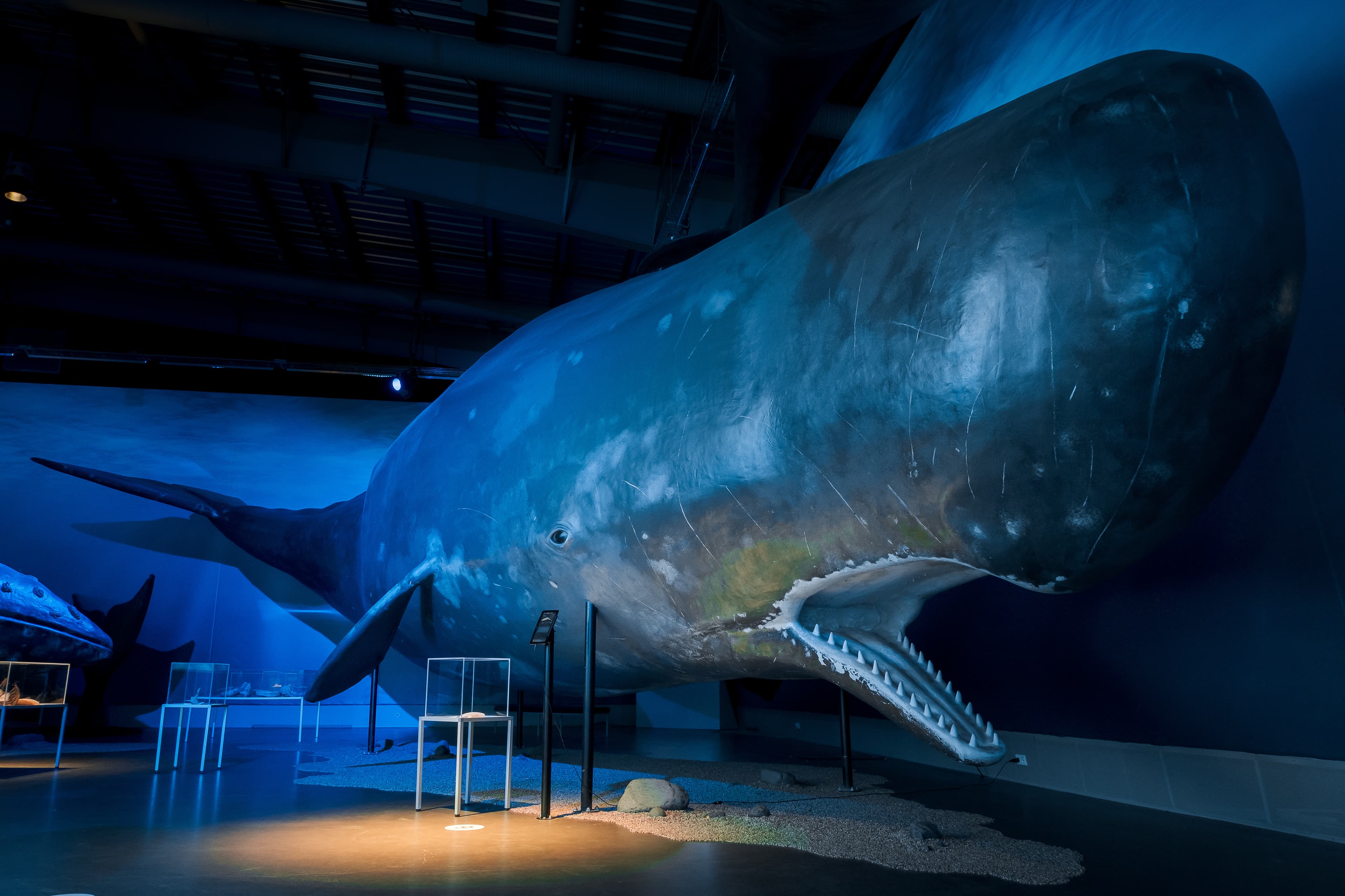 Whales of Iceland Museum Admission