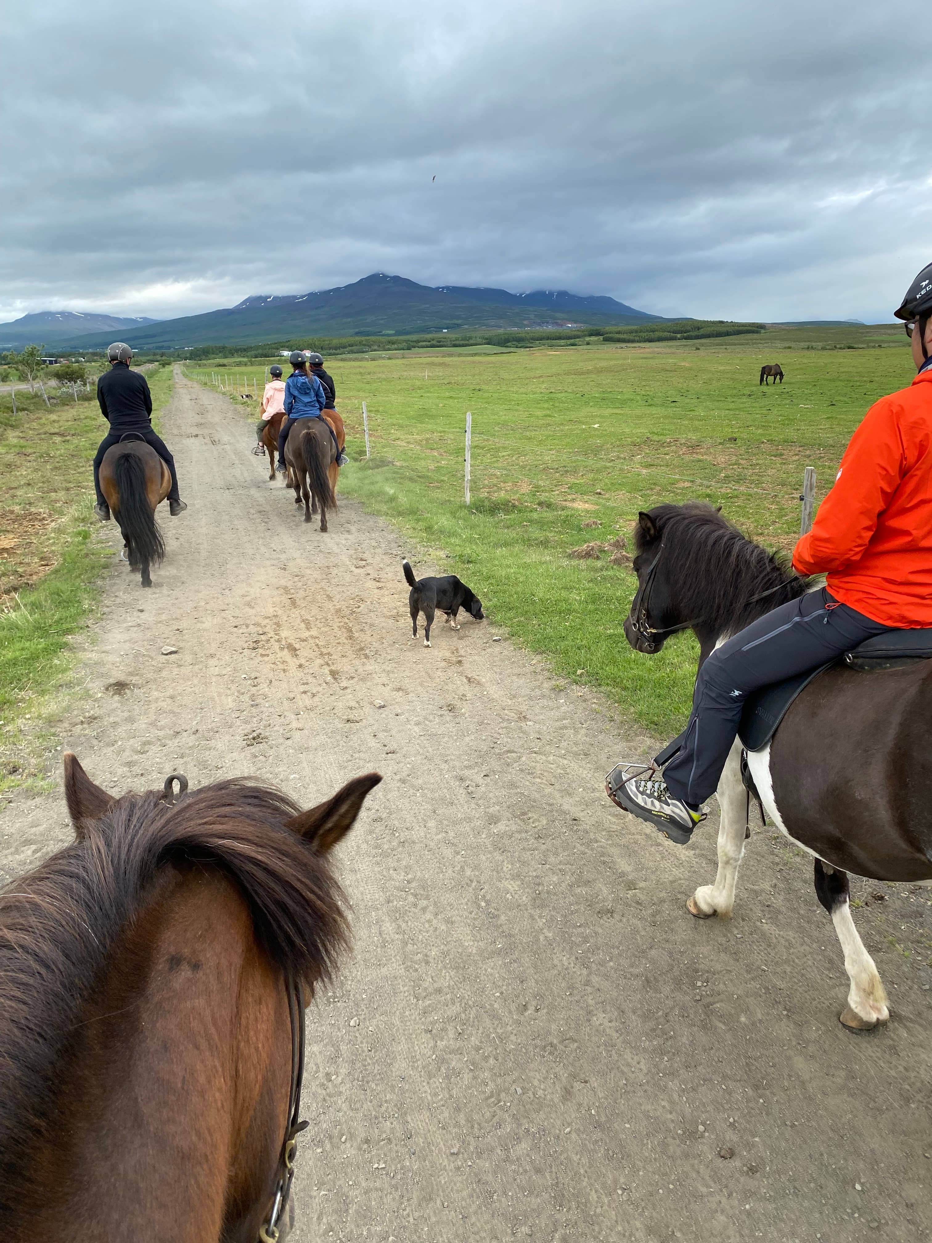 Horse Riding Tour and Explore Scenery in Gásir Akureyri - photo 15