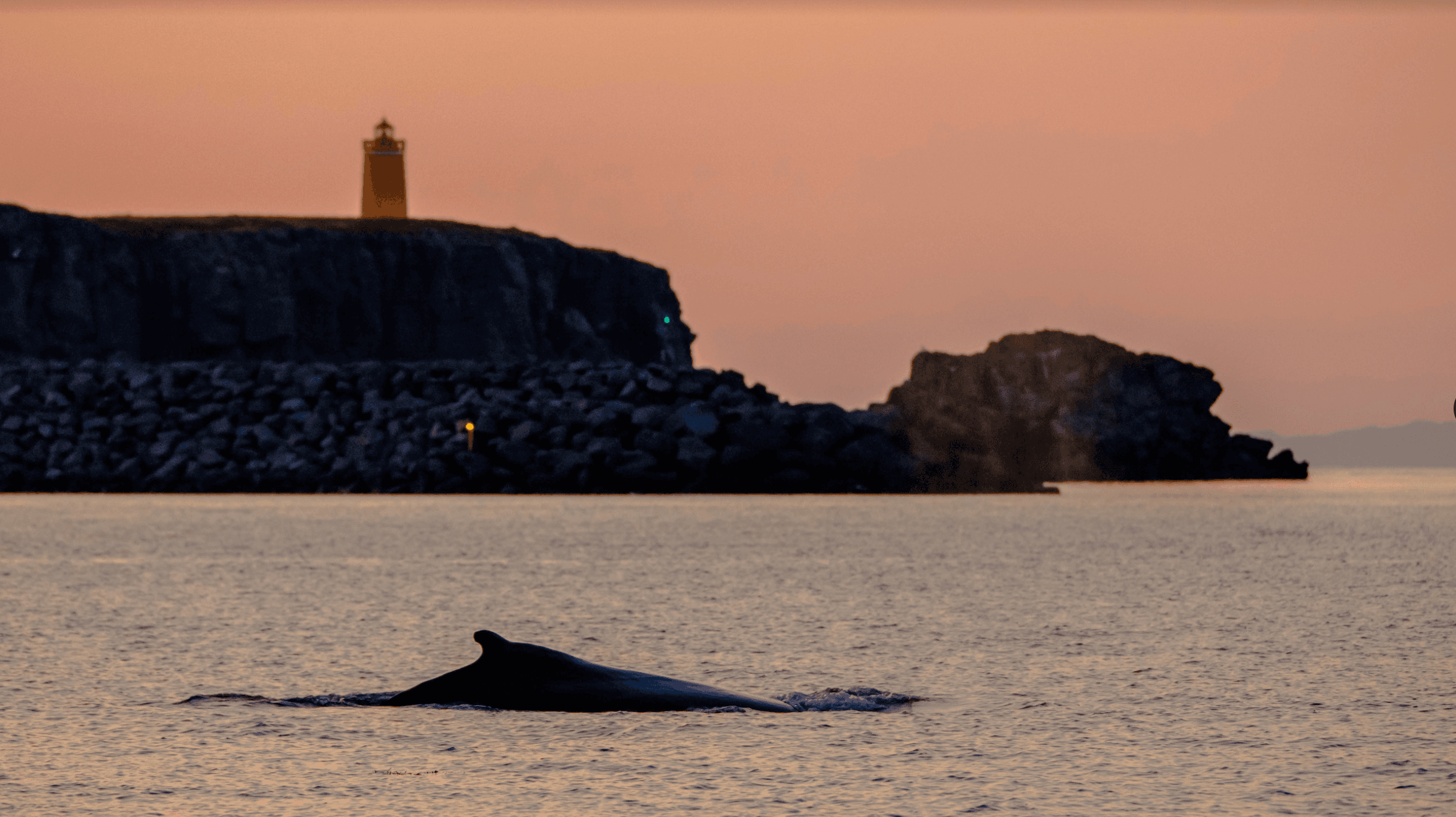 Akureyri Express Whales in the Midnight Sun - photo 5