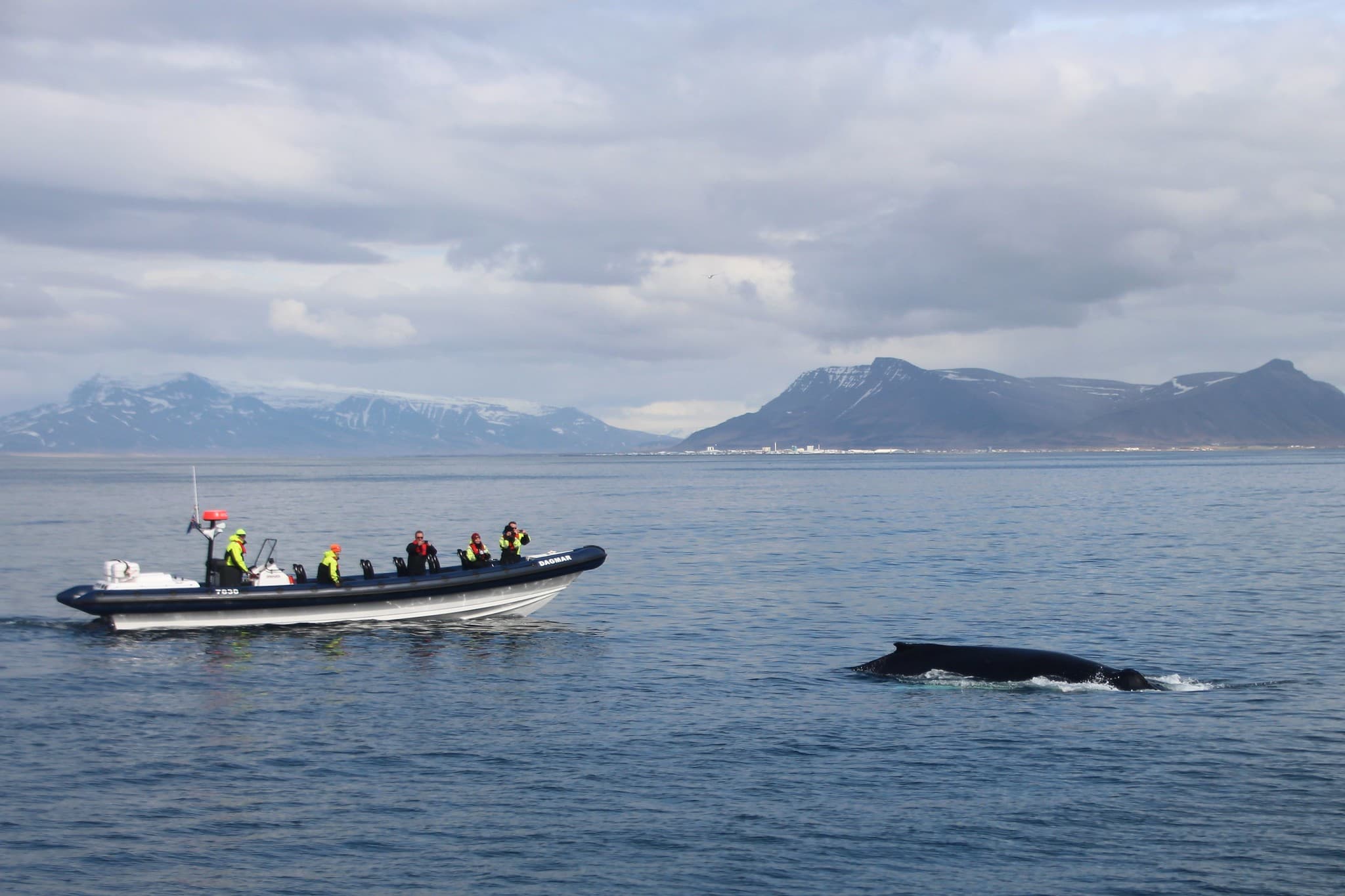 RIB Whale Expedition: 2-Hour High-Speed Adventure