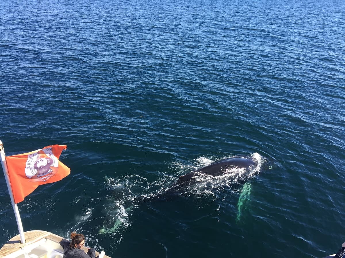 Whale Watching & FlyOver: Aerial Excursions and Oceanic Encounters - photo 2