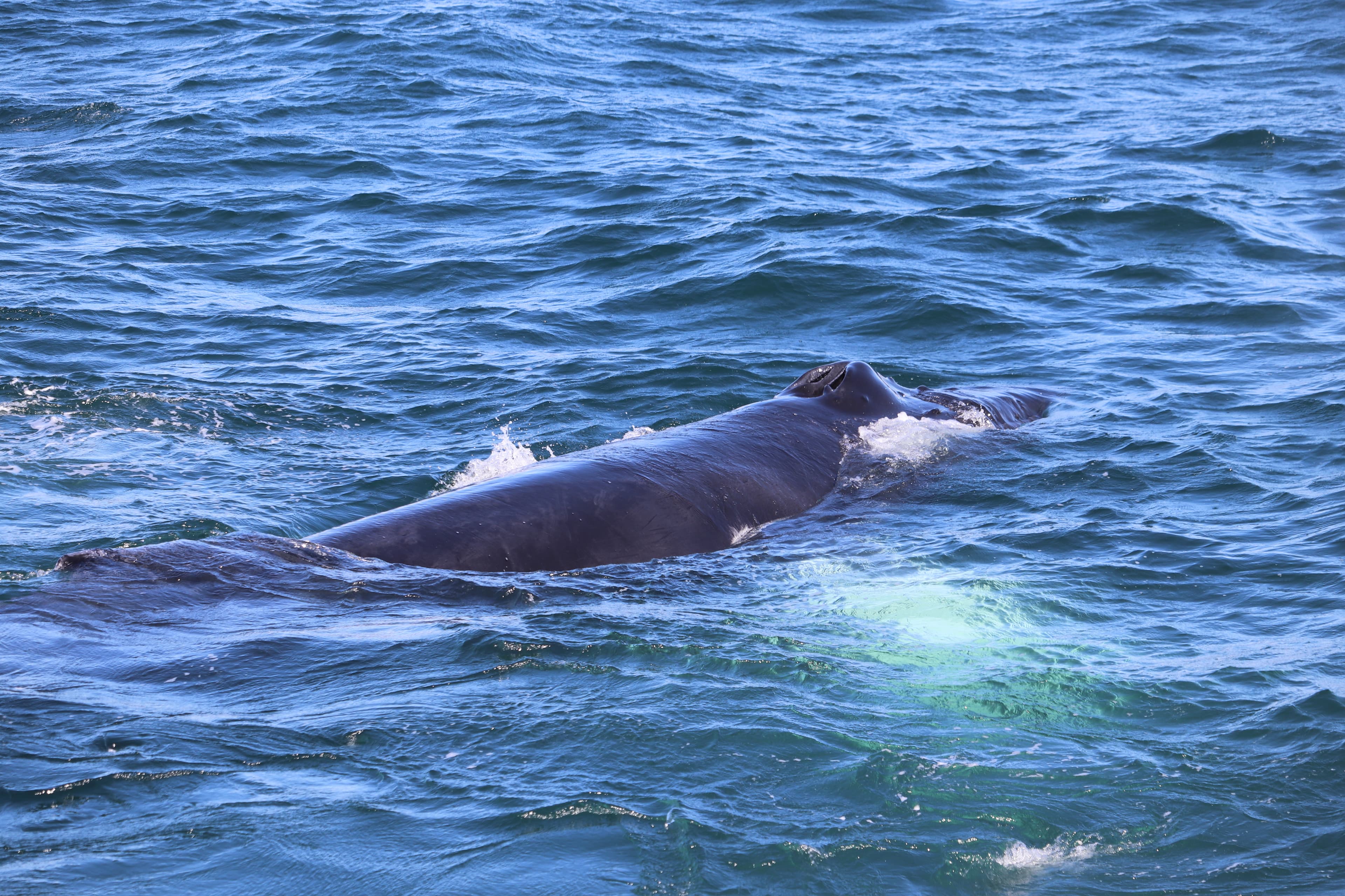 Whale Watching & Northern lights Combo Cruise from Reykjavik - photo 47