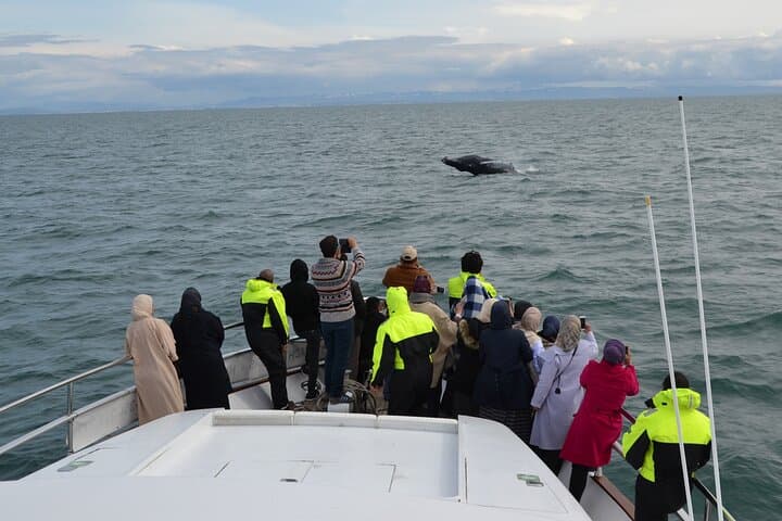 Whale Watching & Dolphin Yacht Cruise - photo 7
