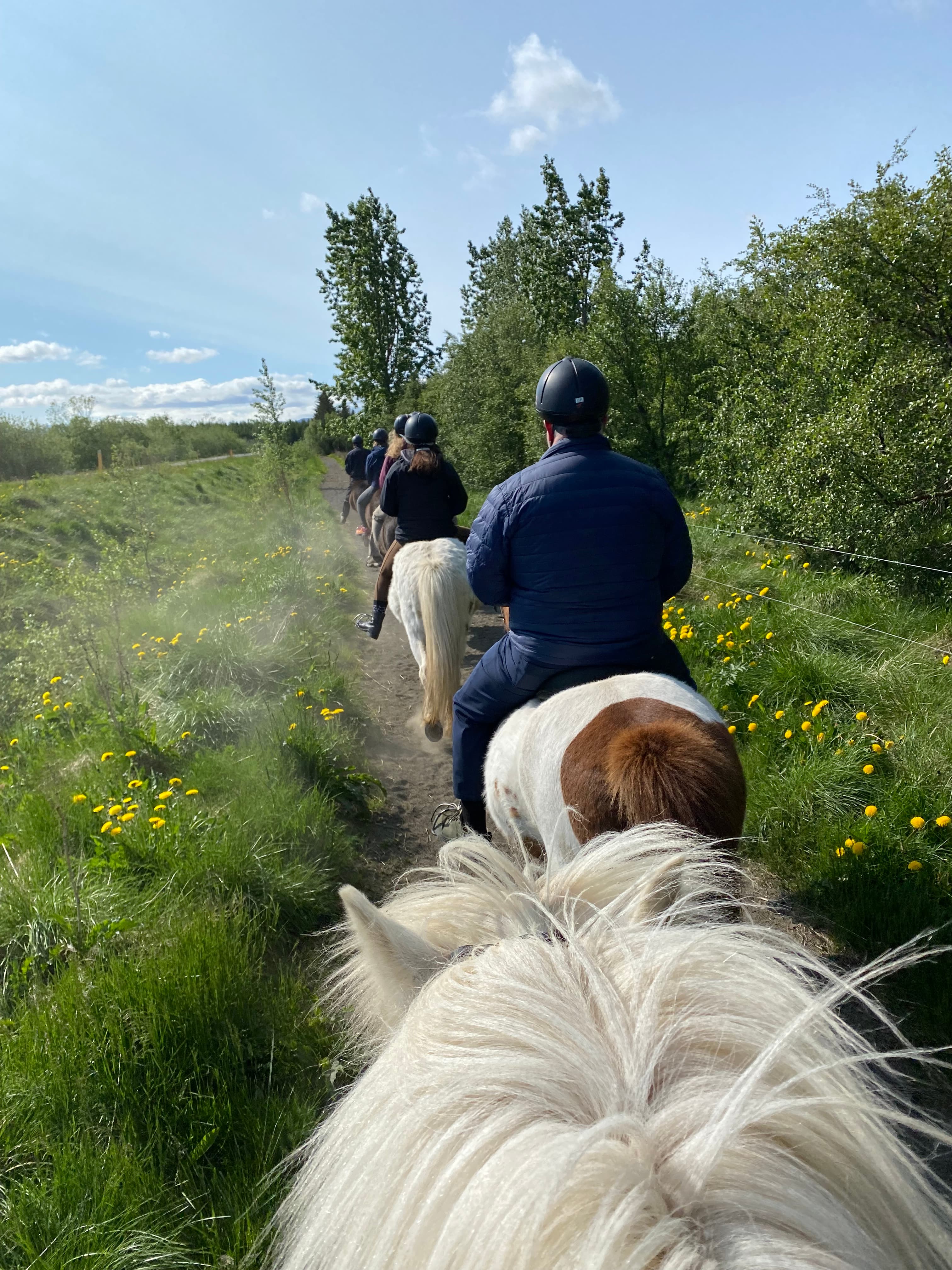 Horse Riding Tour and Explore Scenery in Gásir Akureyri - photo 13