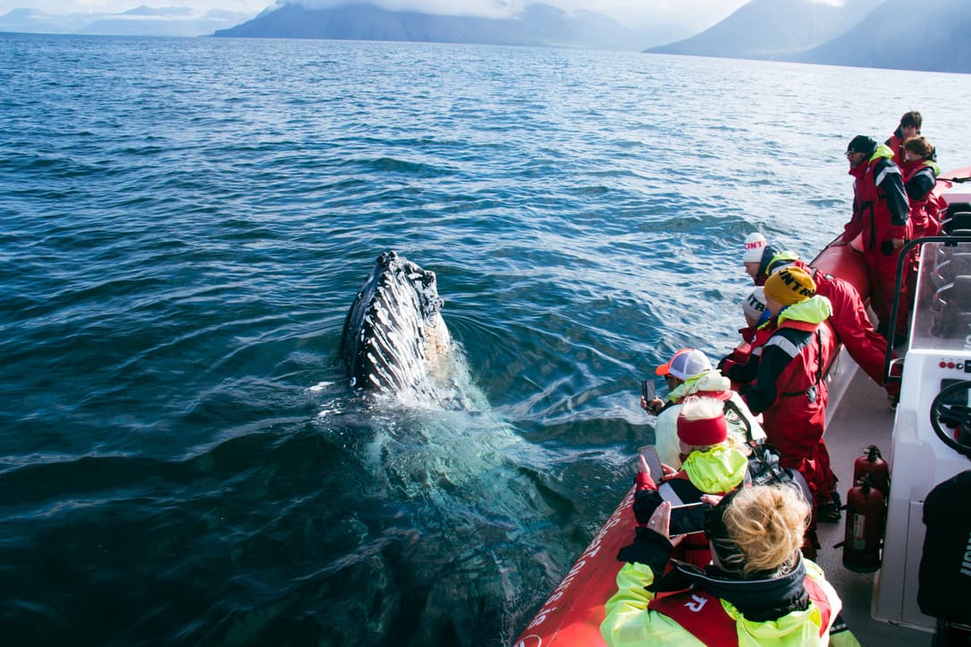 Express Whale Watching From Dalvík - photo 8